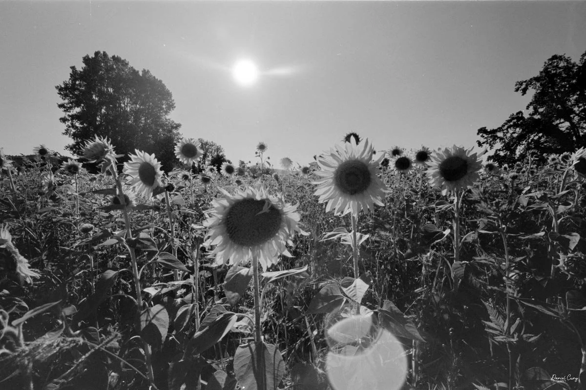 Sunflowers at Topaz Farm