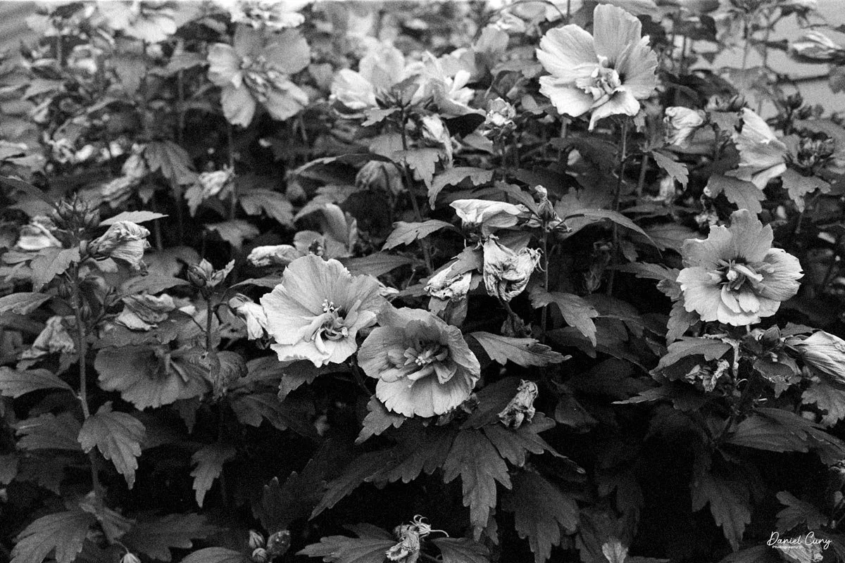 Rose of Sharon