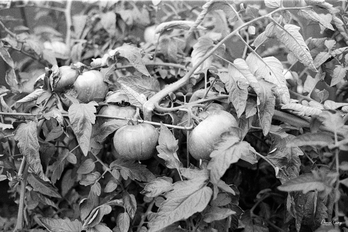 Tomato plants