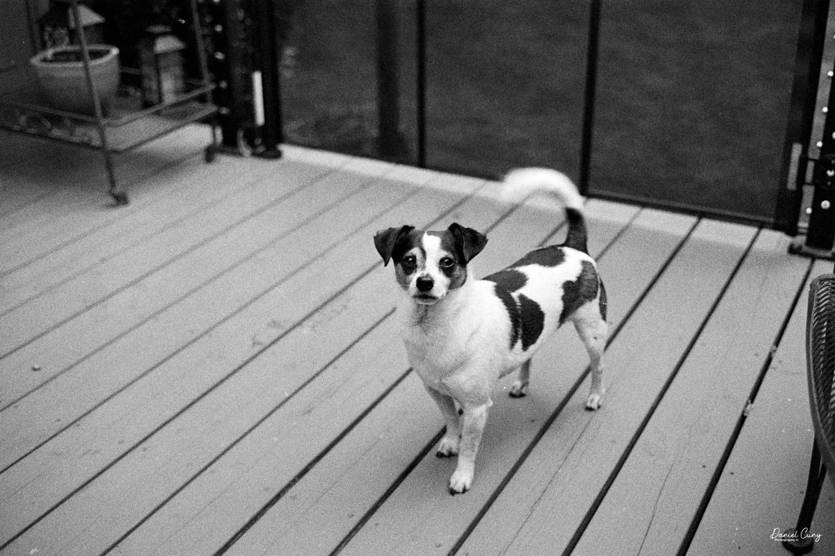 Our Granddog, Bean