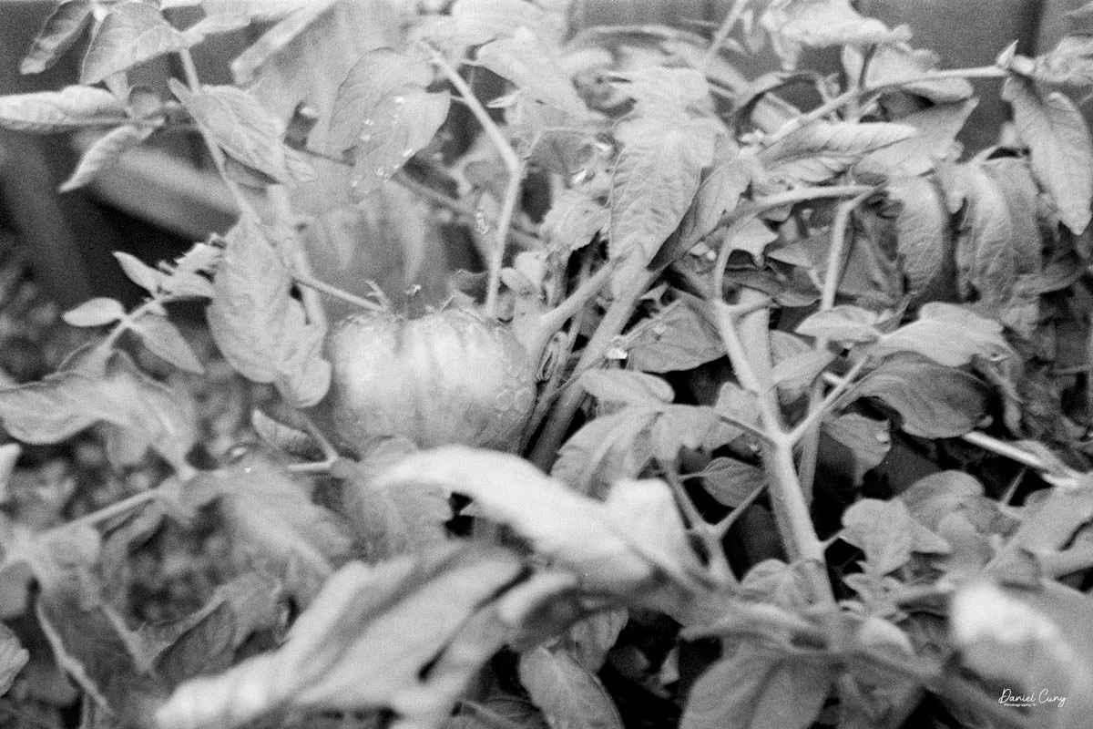 Bolsey PH-324A Image-Tomato