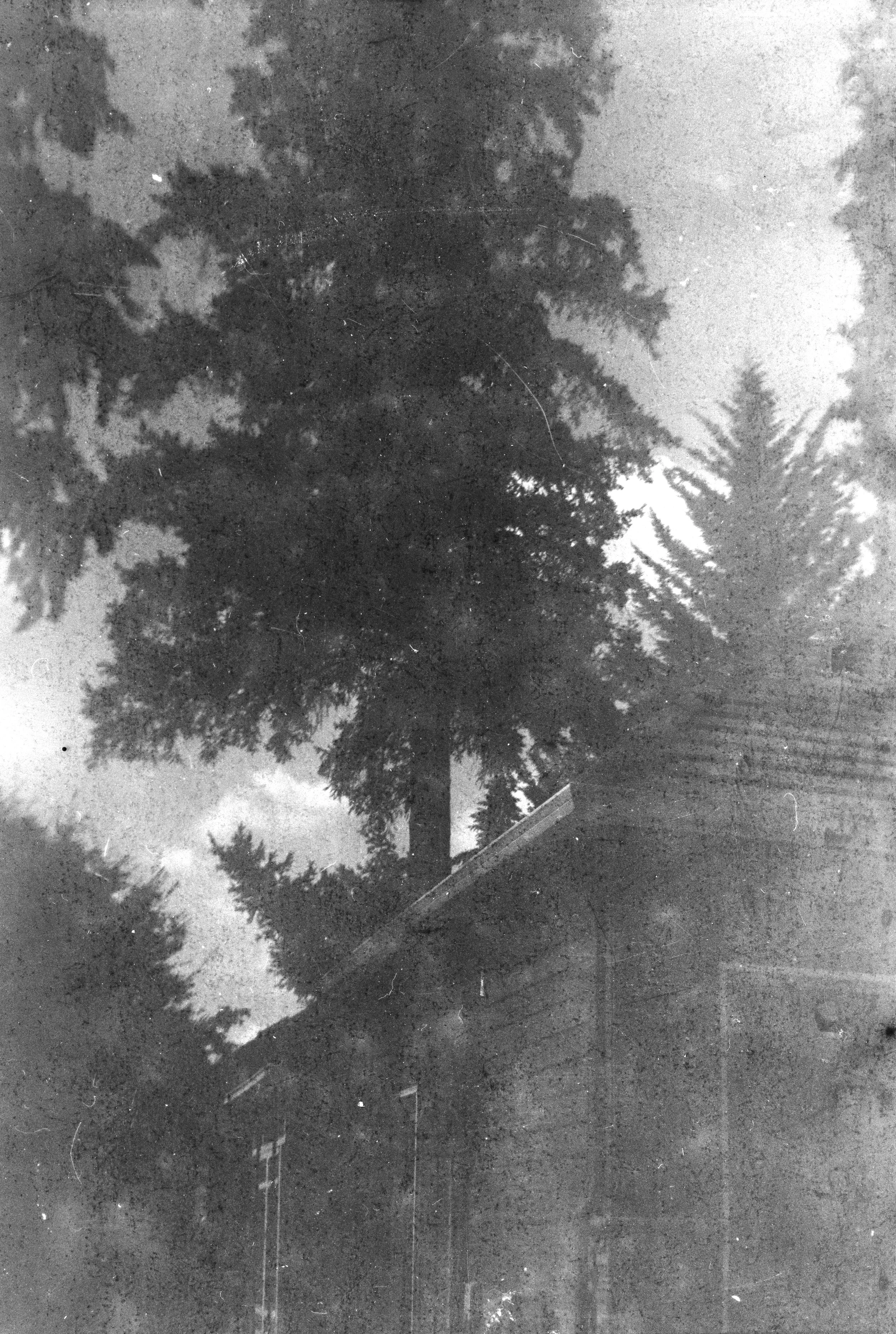 Neighborhood trees