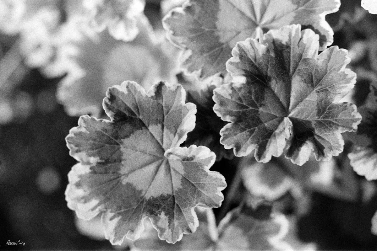 Geranium leaf