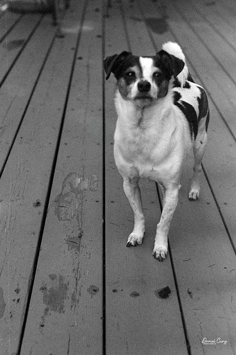 Bean, our granddog