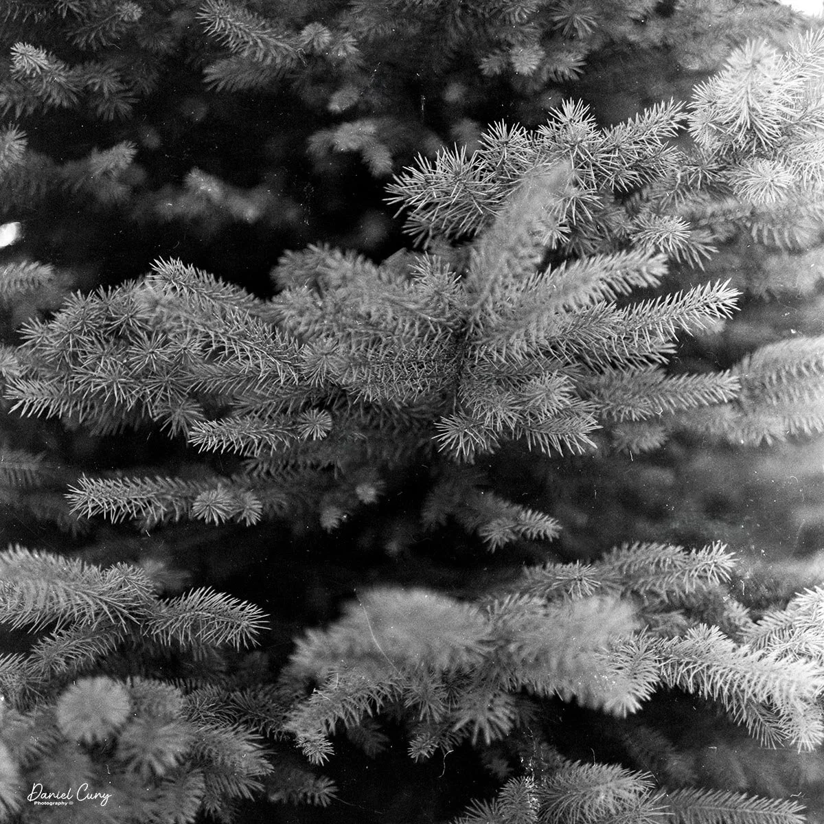 Pine tree, shot at f/2.8