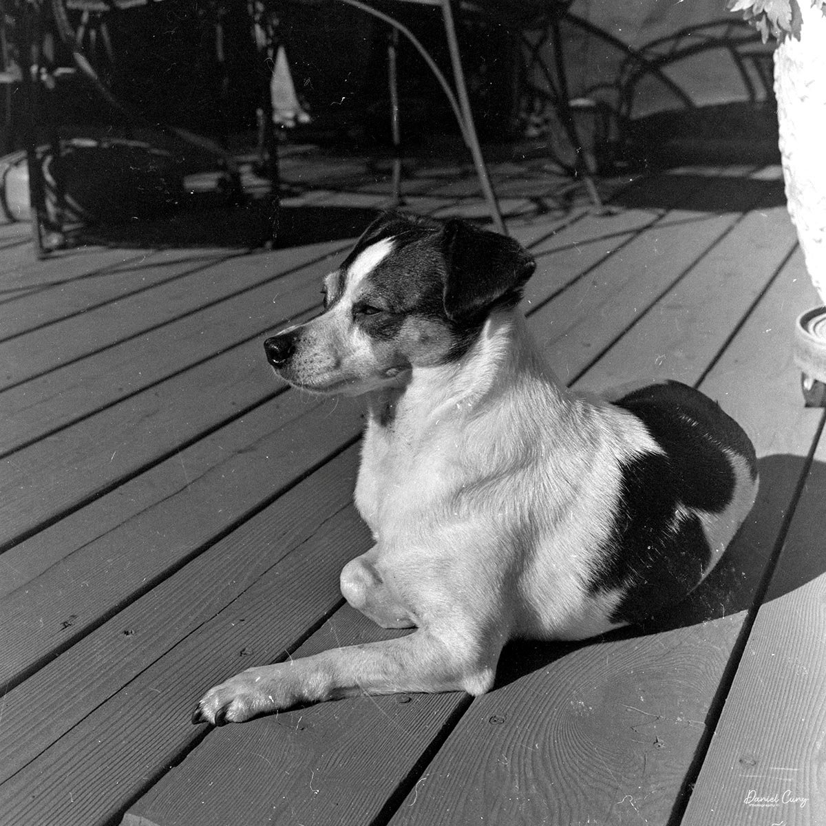 Granddog, Bean