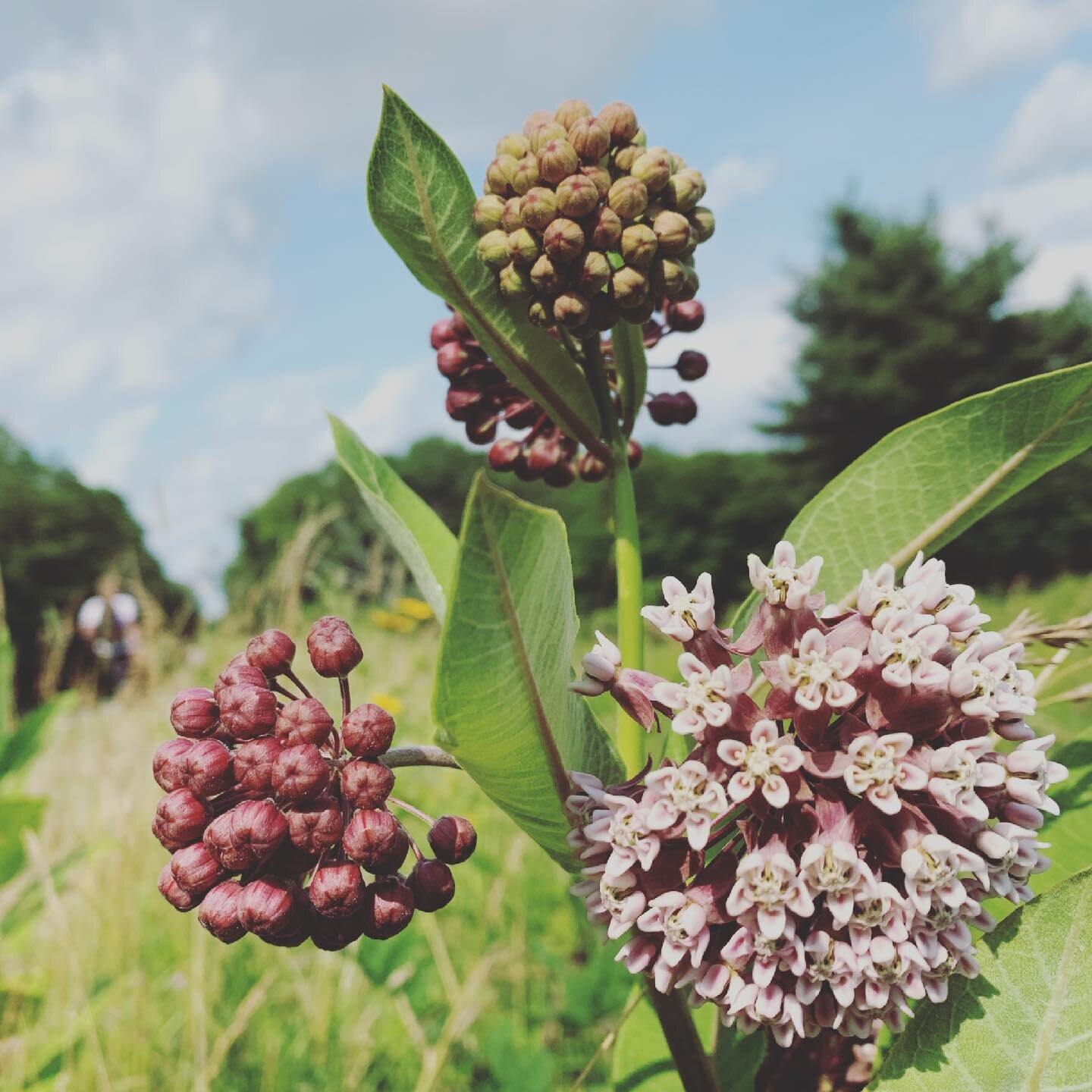 coming up! 🌸 friday at 10a &bull; gentle vinyasa 🍄 saturday at 1040a &bull; prenatal yoga 🌱 sunday at 730p &bull; new moon cyber ceremony 🌚 all virtual, all with @paigelc 🍓 see you soon! links in bio. 
.
.
.
.
#outdooryoga #outdooryogaphilly #ph