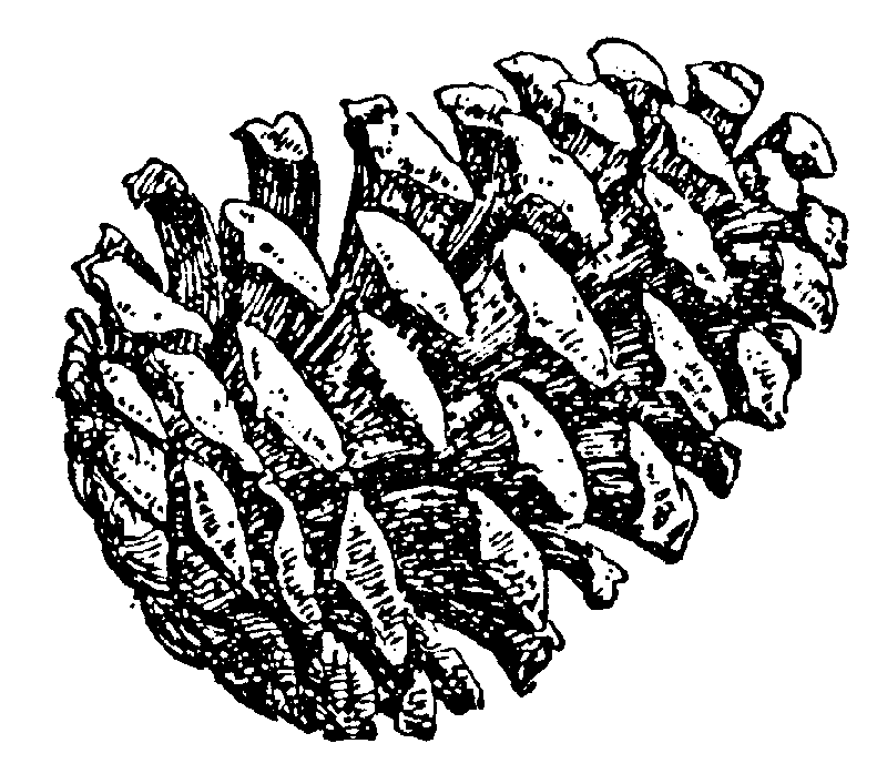 Pine cone 110
