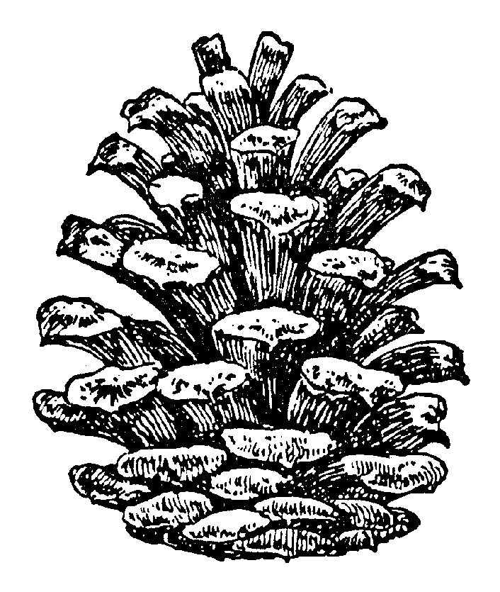 Pine cone 116