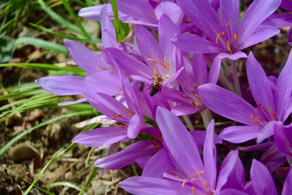 DSC_1372.jpg