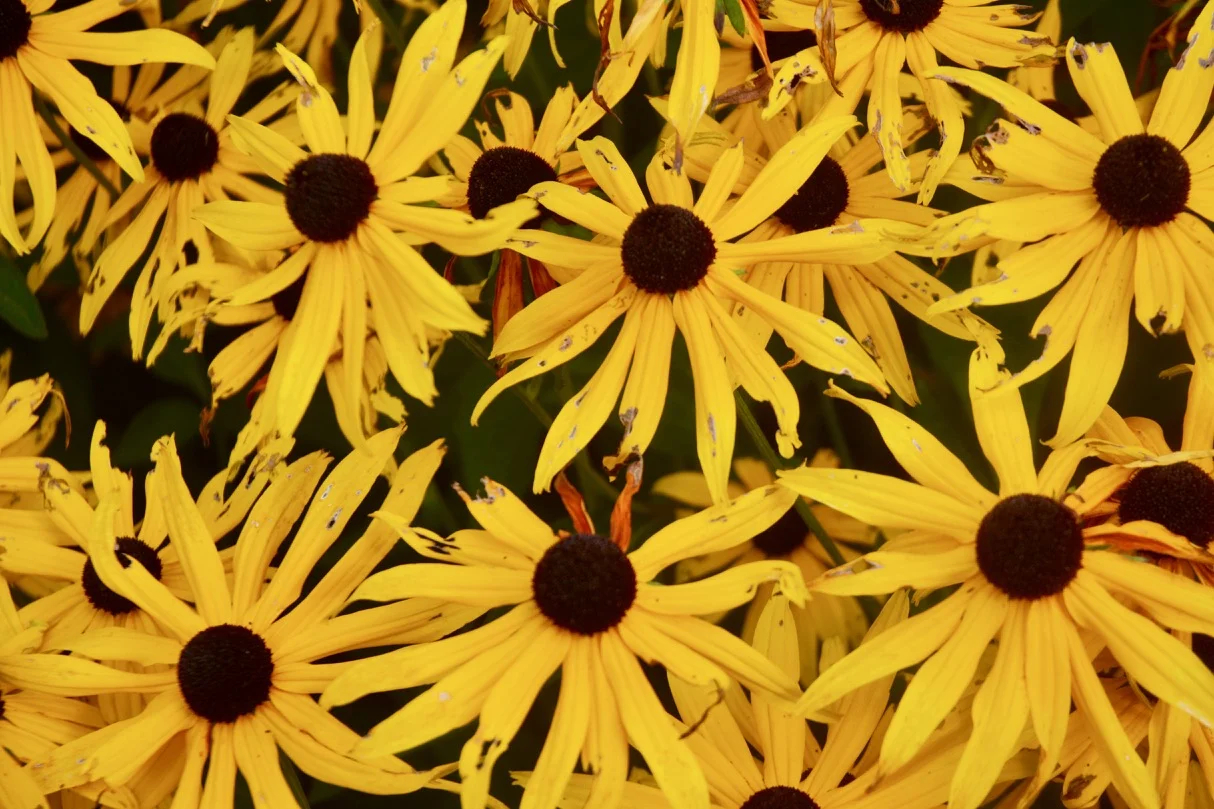 DSC_1330.jpg