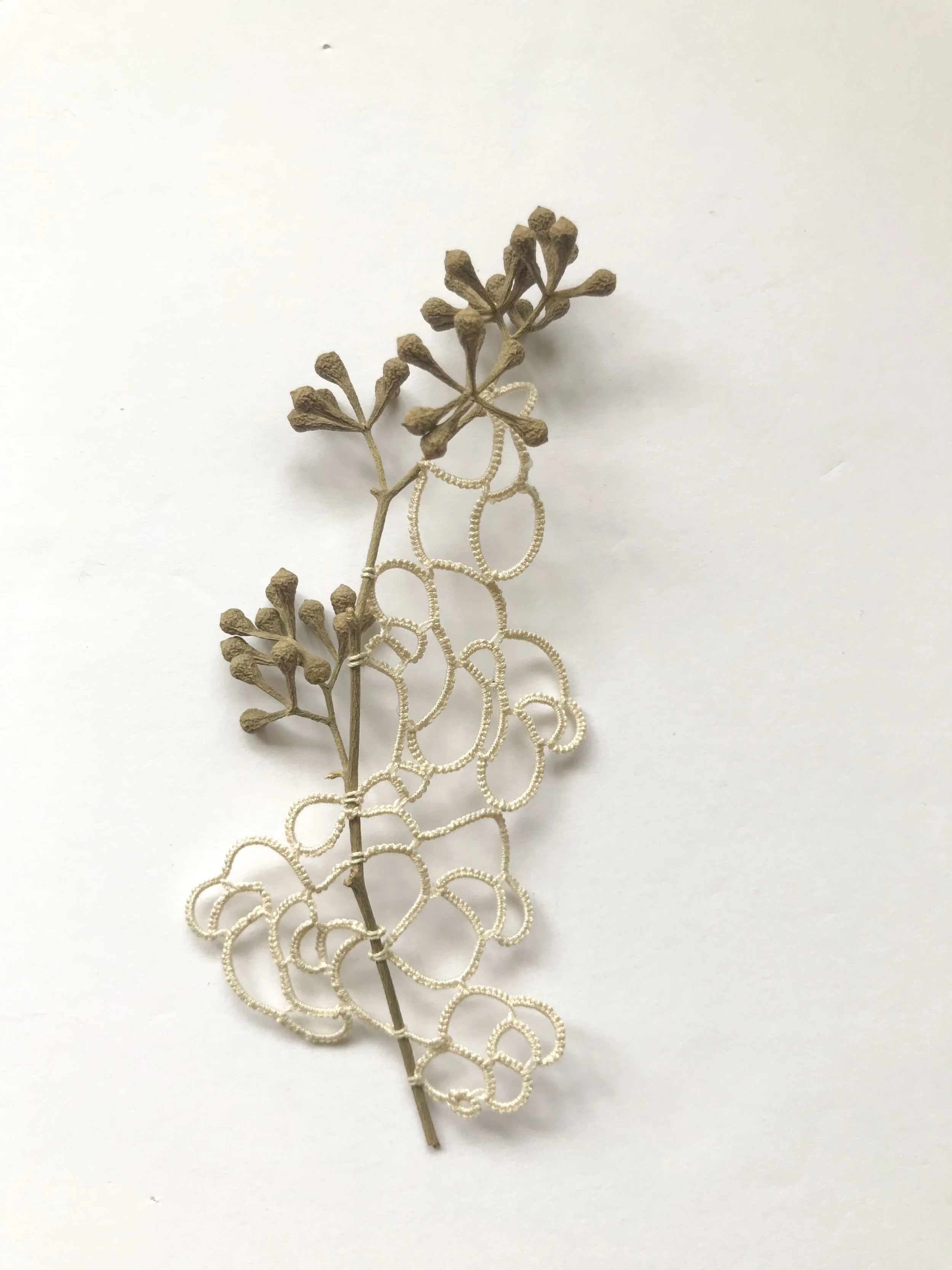 SPECIMEN OCTOBER 2022_12.JPG