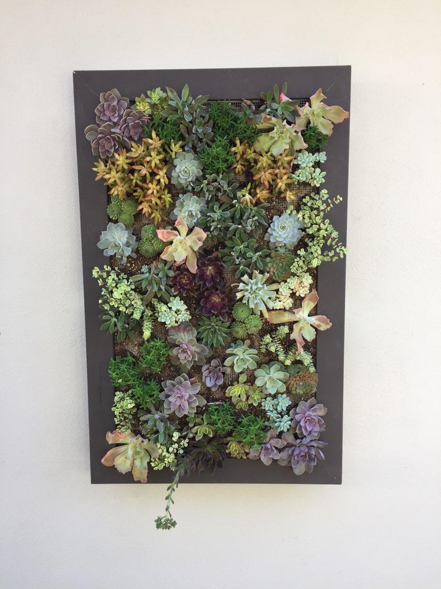 Succulent wall planter