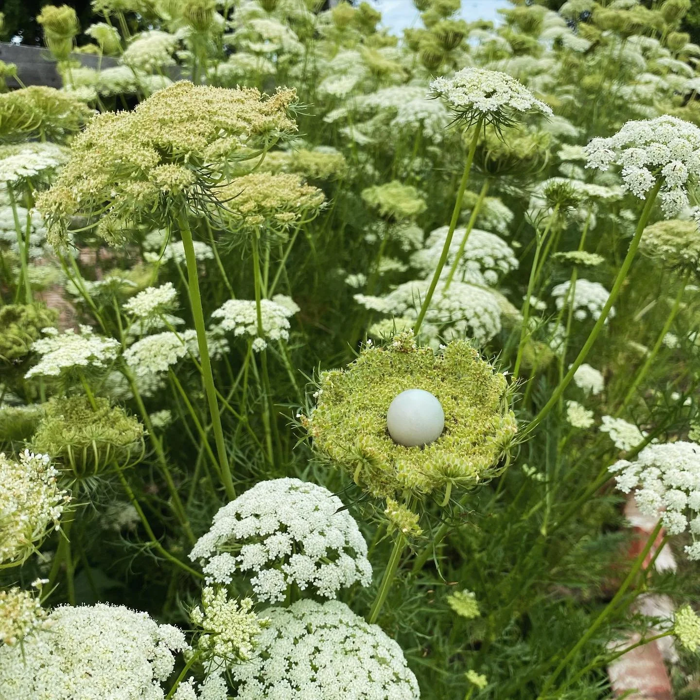 Hey beautiful people of Champaign-Urbana!  I&rsquo;ll be back town in a little more than a week.  I&rsquo;ll be playing a couple shows and looking forward to catching you out and about.  I&rsquo;m playing after the farmers market at @sleepycreekwine 