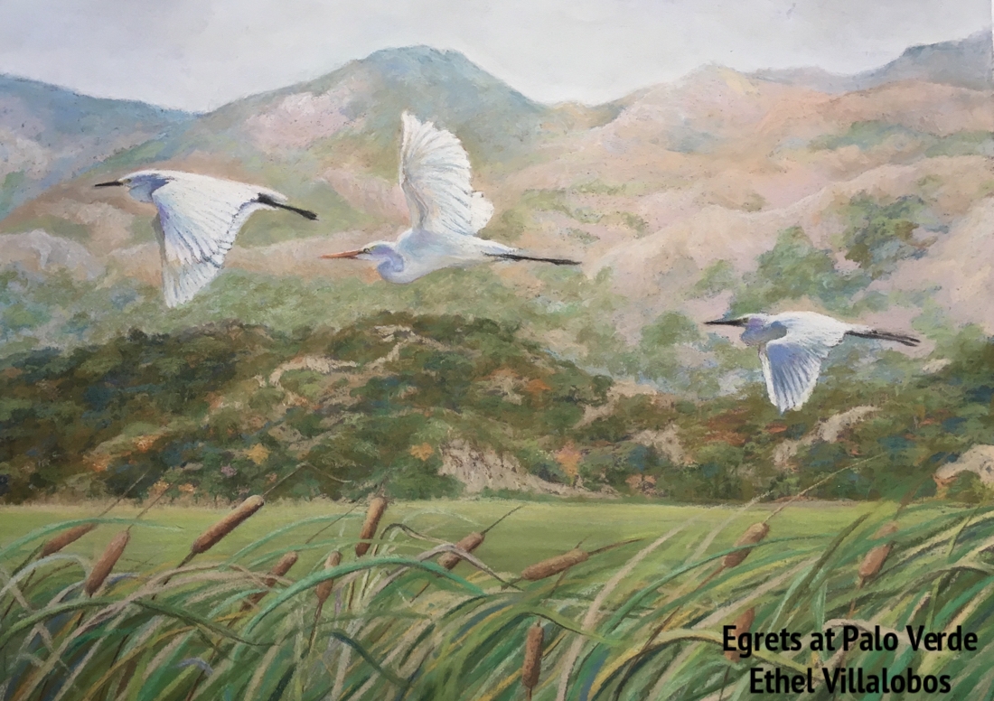 Egrets at Palo Verde