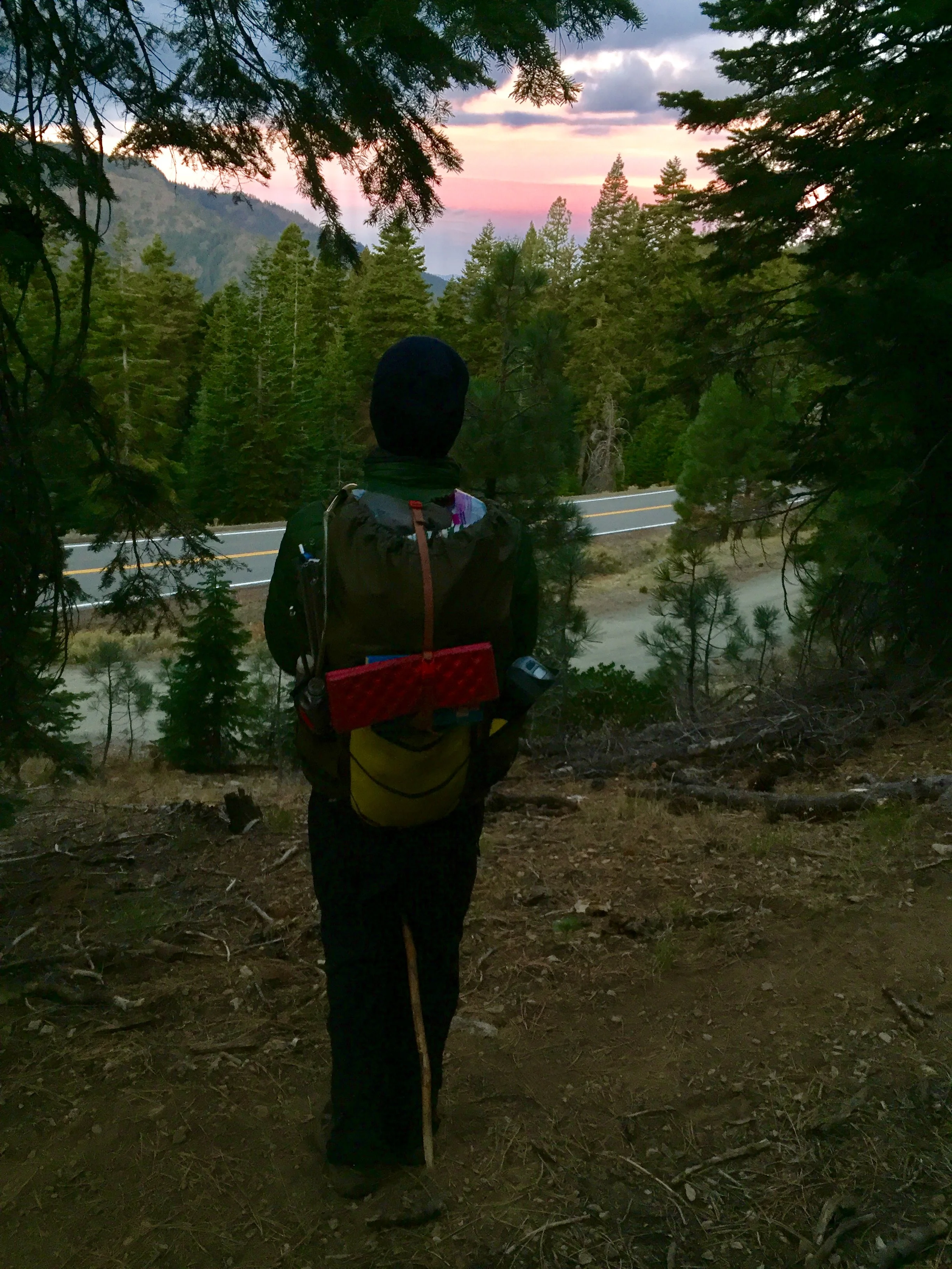 Cosmo watching the sunrise