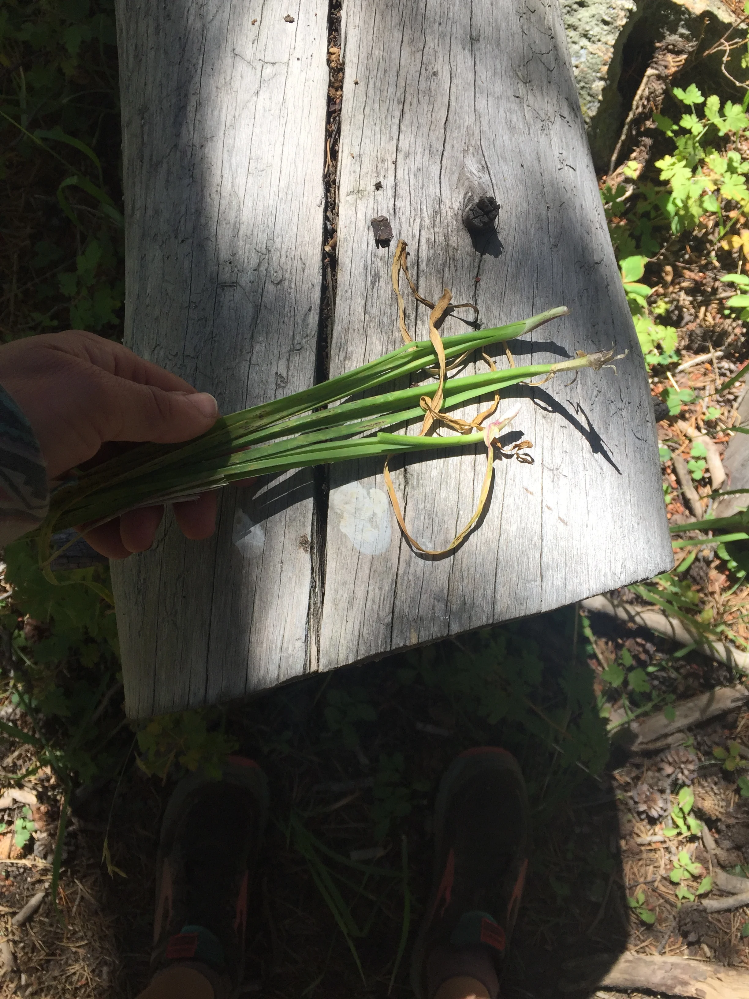 Onions.jpg
