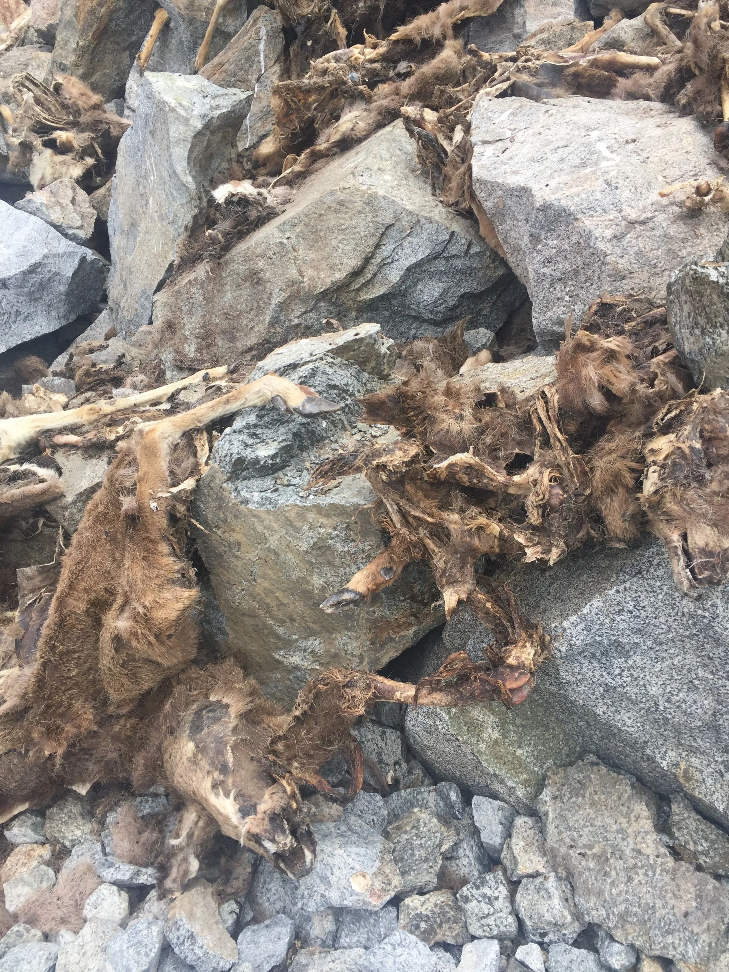 Deer Death3.jpg