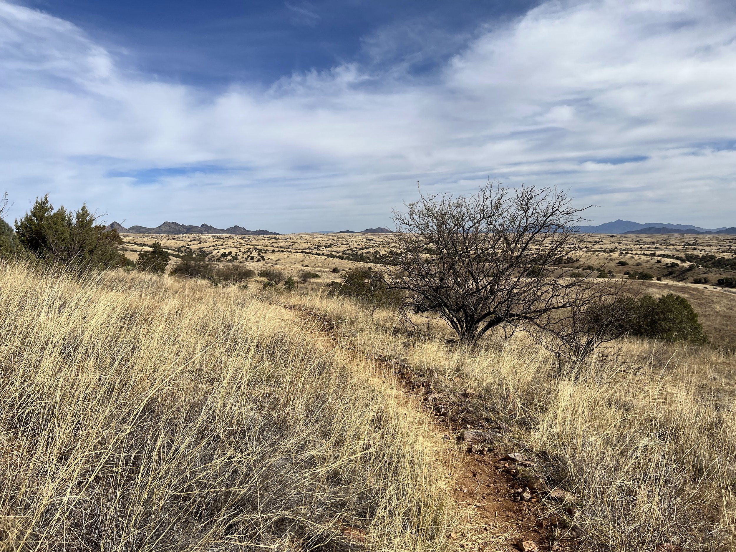 Grassland