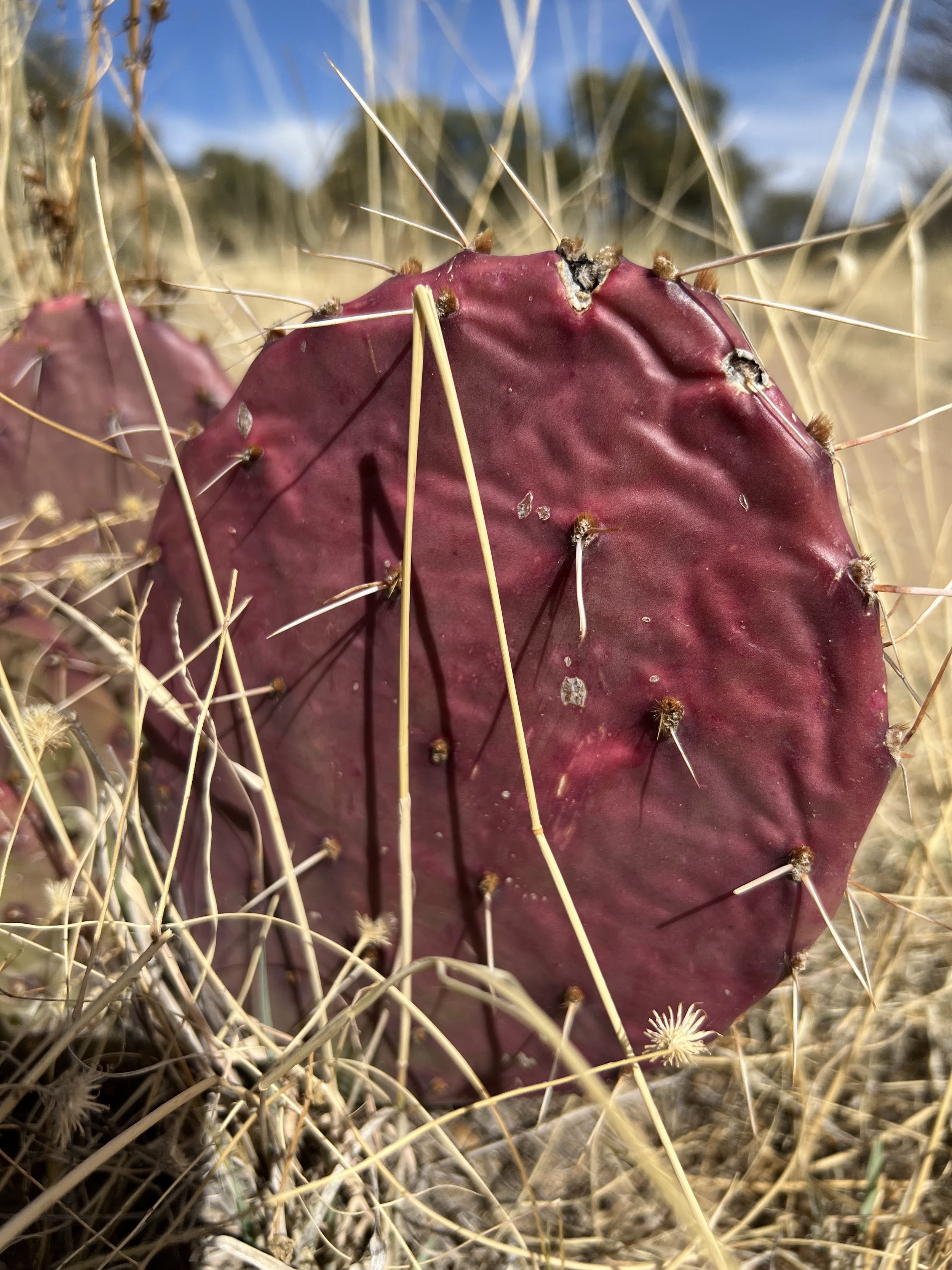 Prickly Pear Cactus