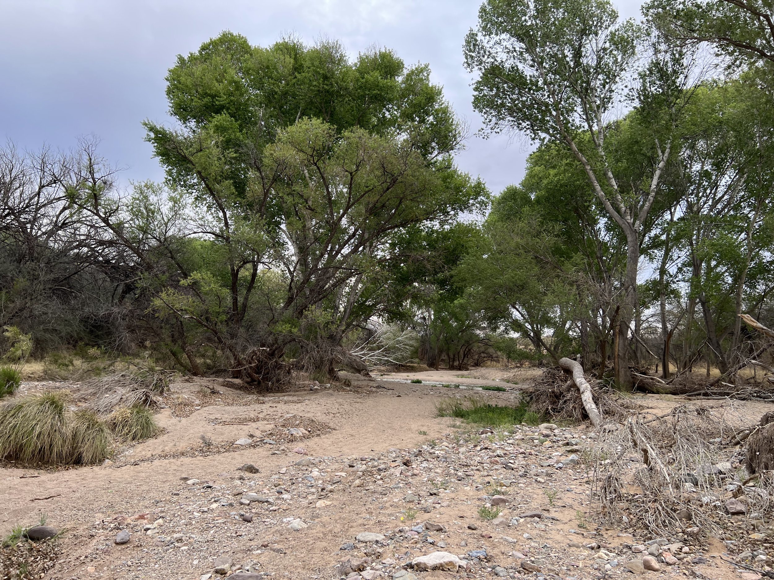 Cottonwood Trees