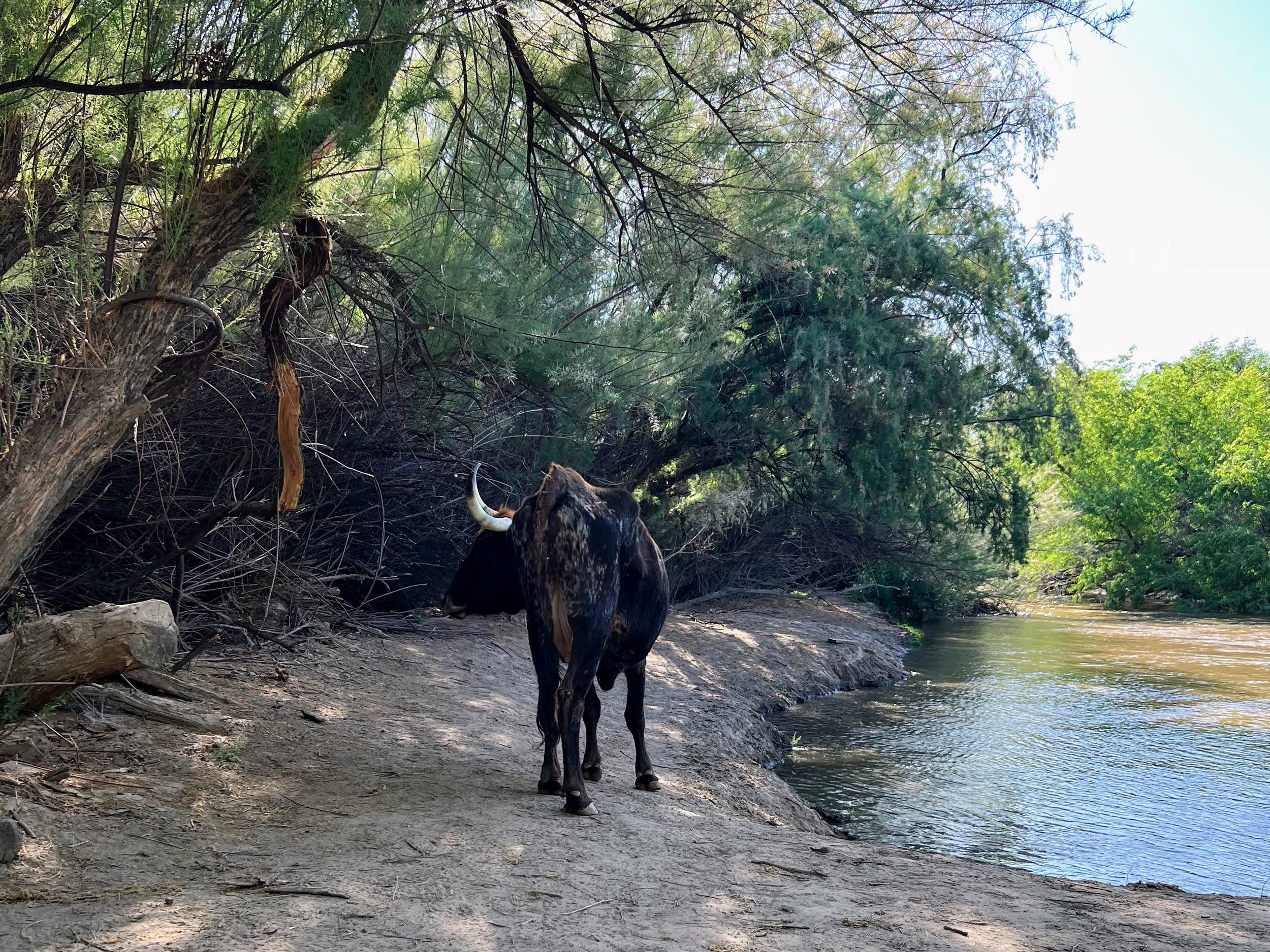 Gila River + Cow