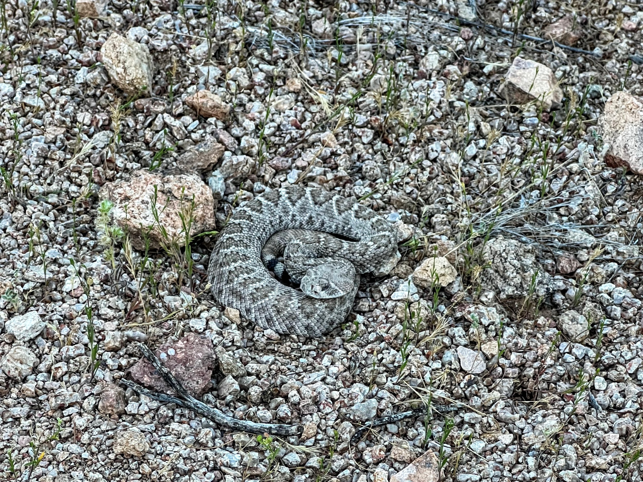 Rattlesnakes are a constant concern on the AZT
