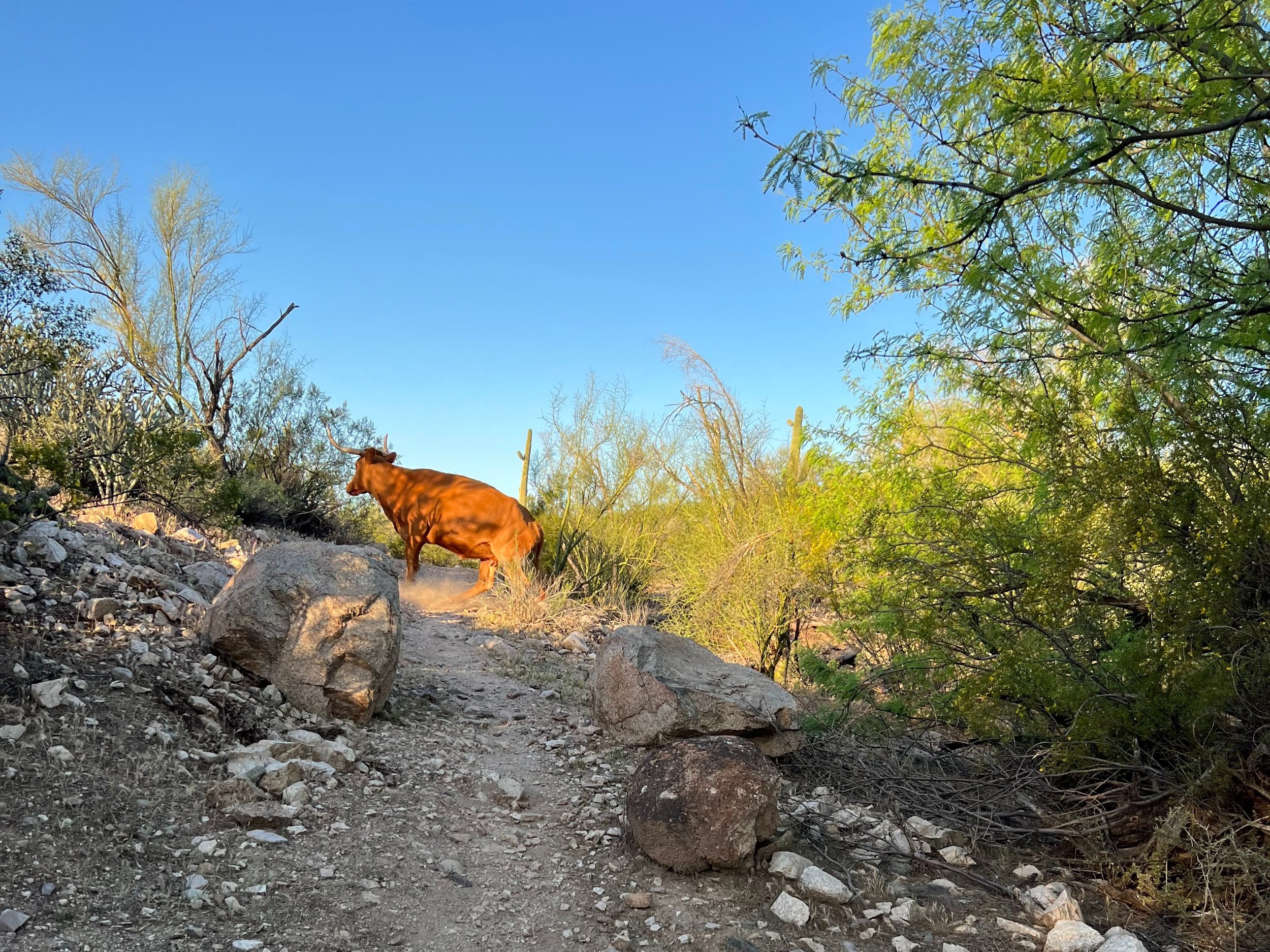 Morning "cattle guard"