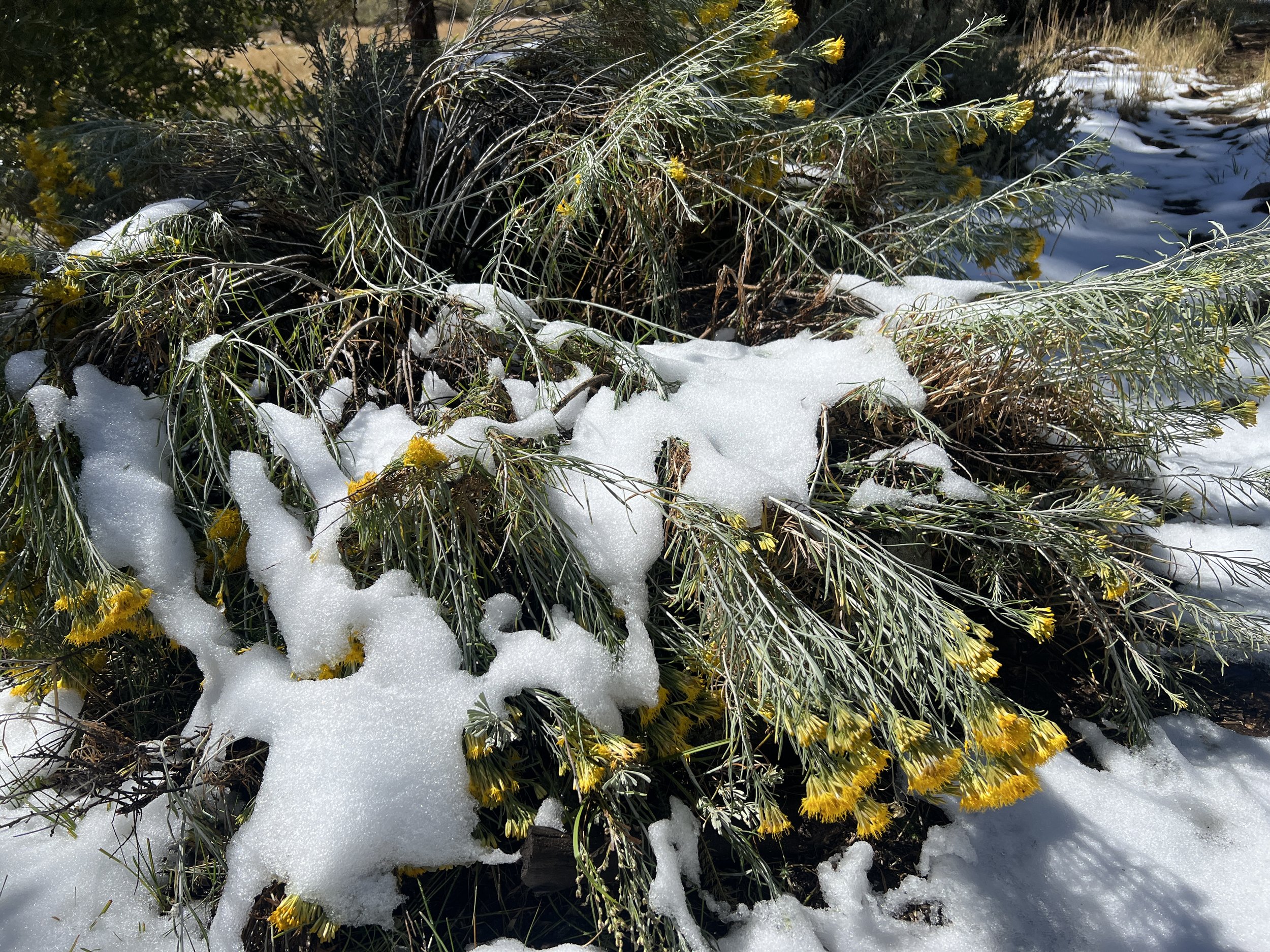 Fremont-Winema National Forest