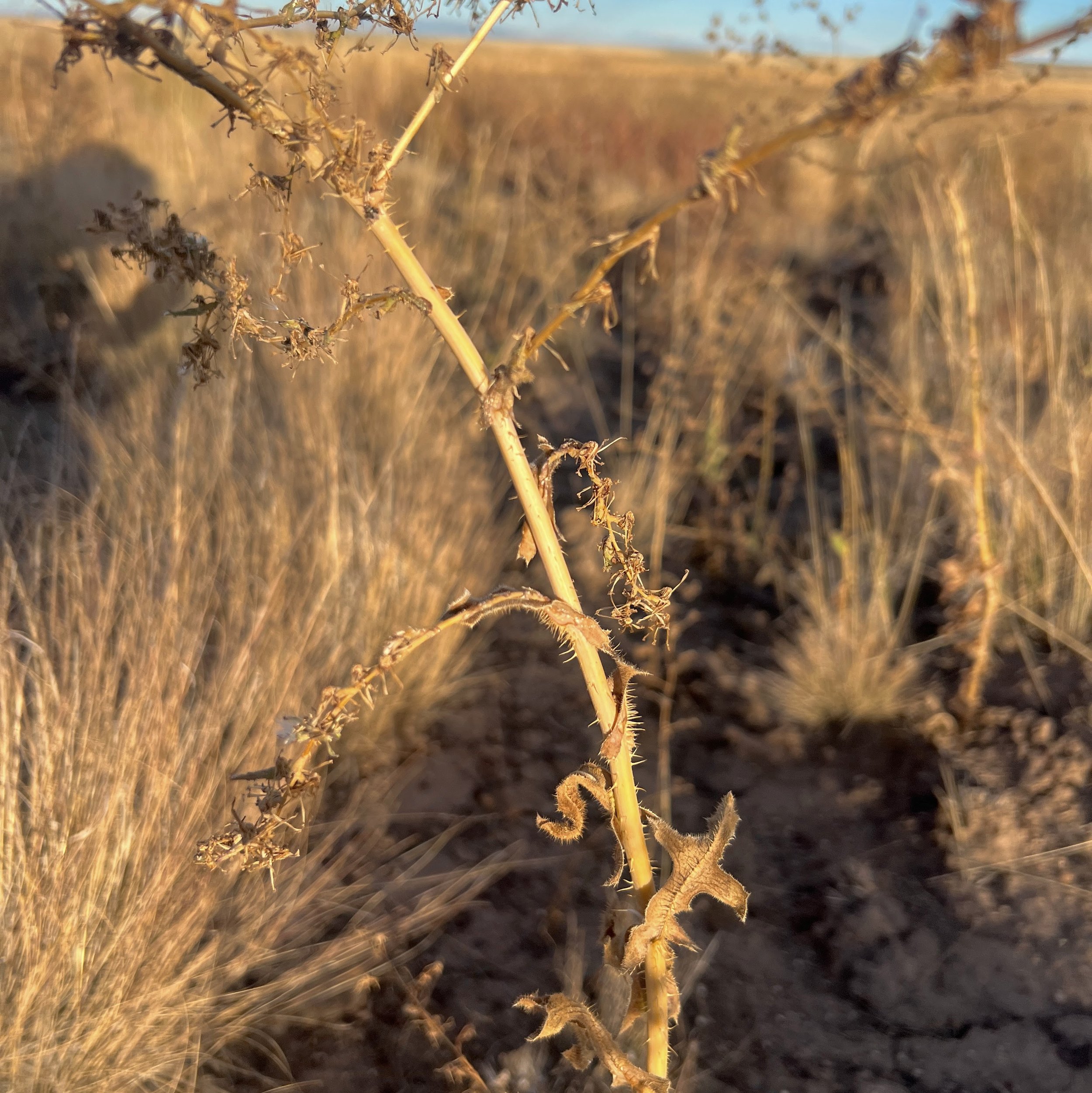 Russian Thistle