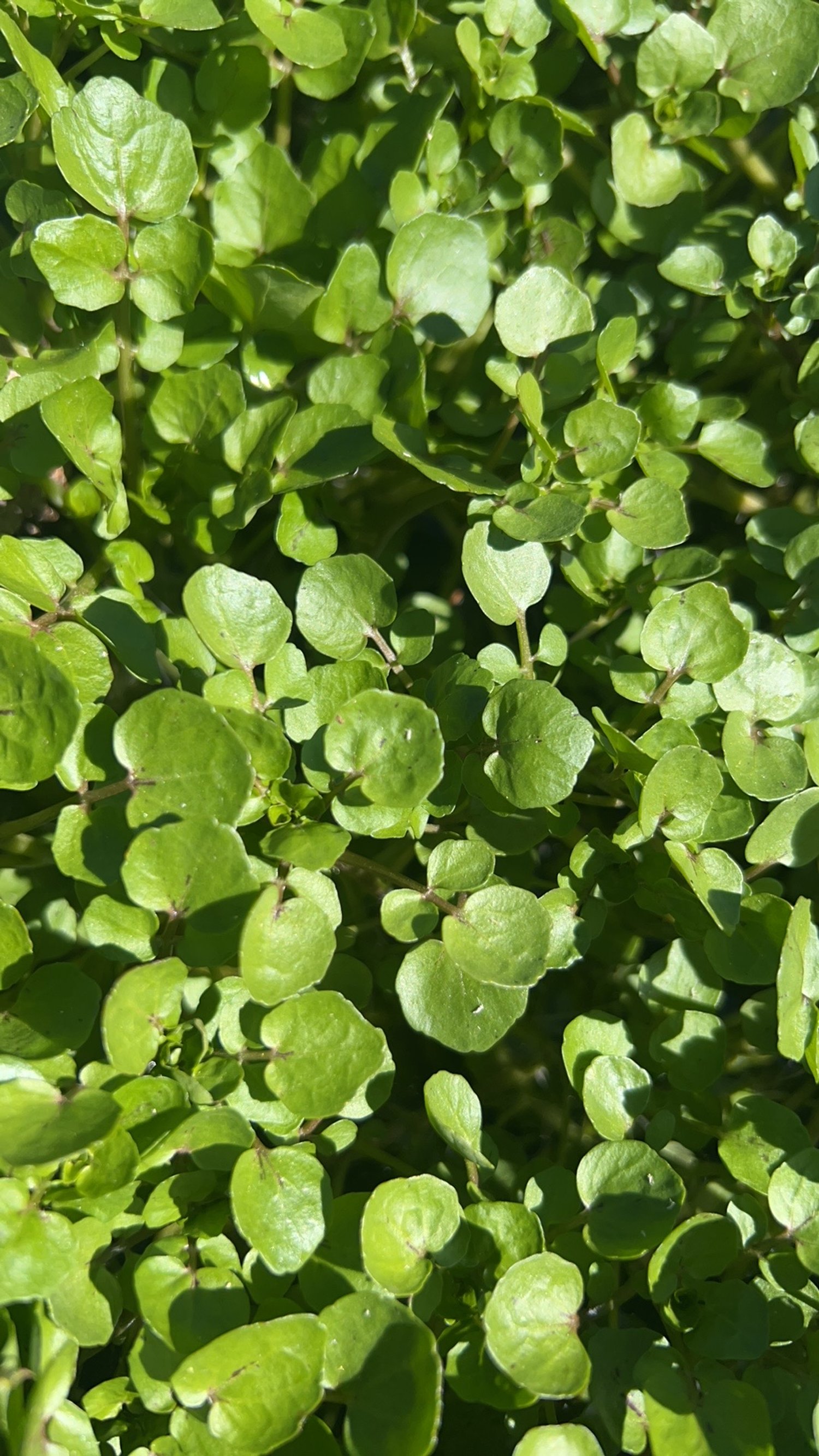 Wild Watercress