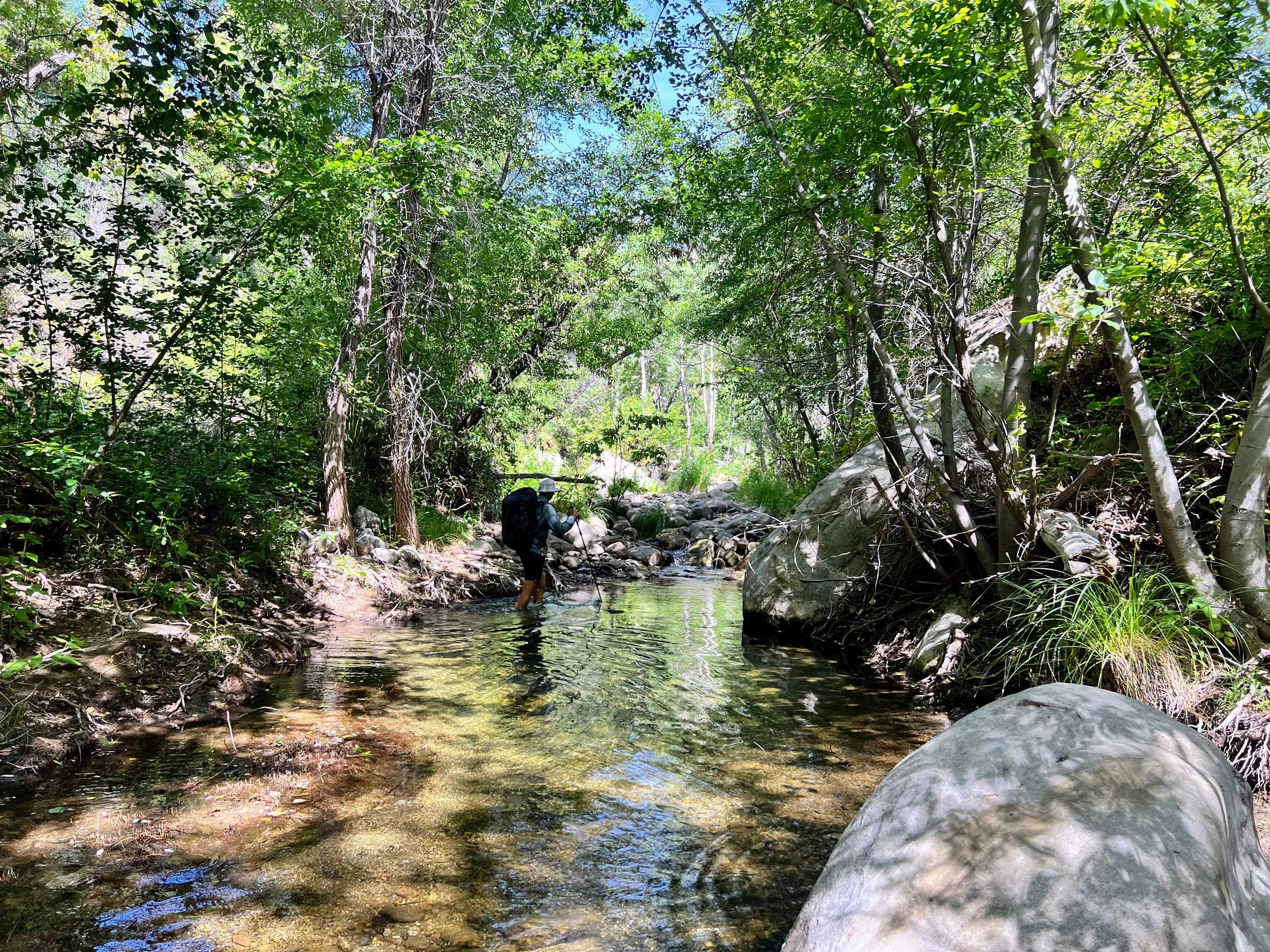 Cosmo in Agua Blanca Creek
