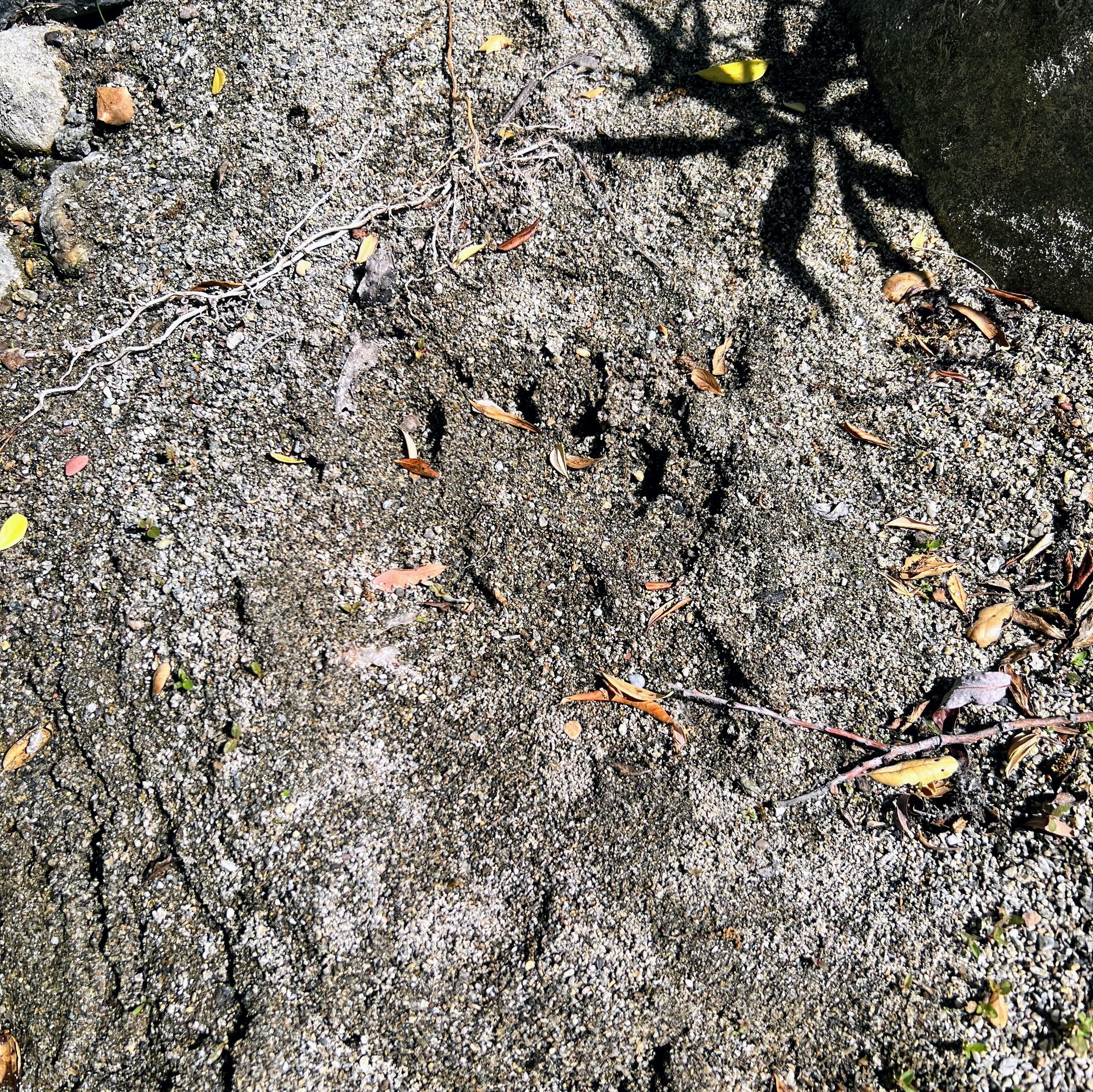 Potential bear track on Agua Blanca Trail