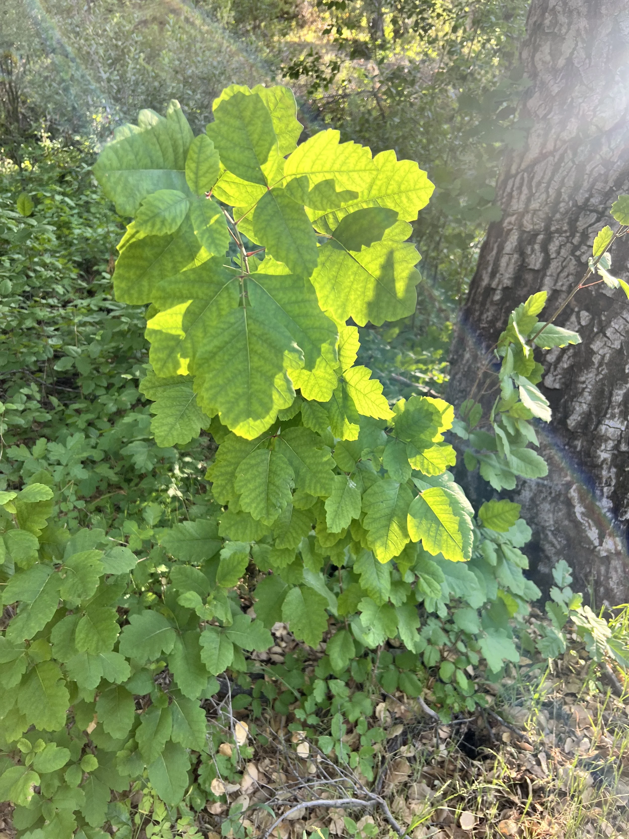 Poison Oak
