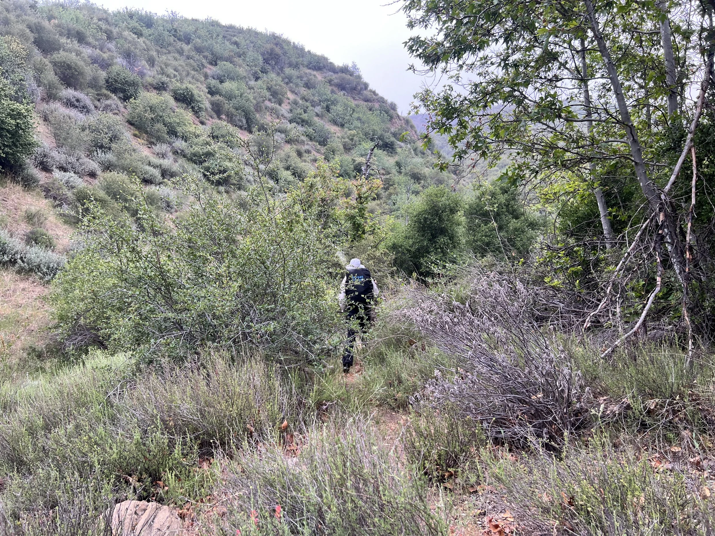 Cosmo on Bucksnort Trail