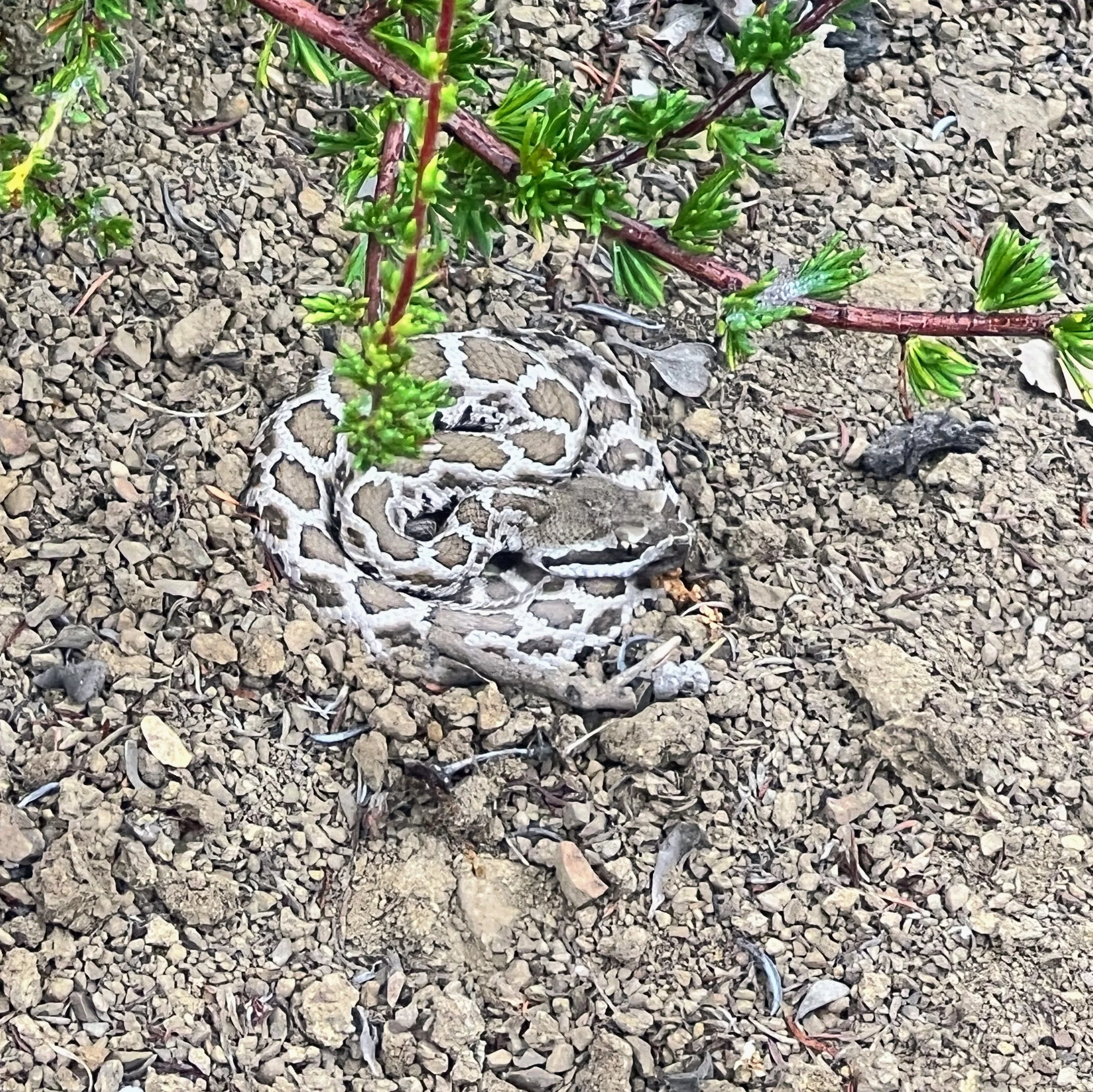 Snake on Bucksnort Trail