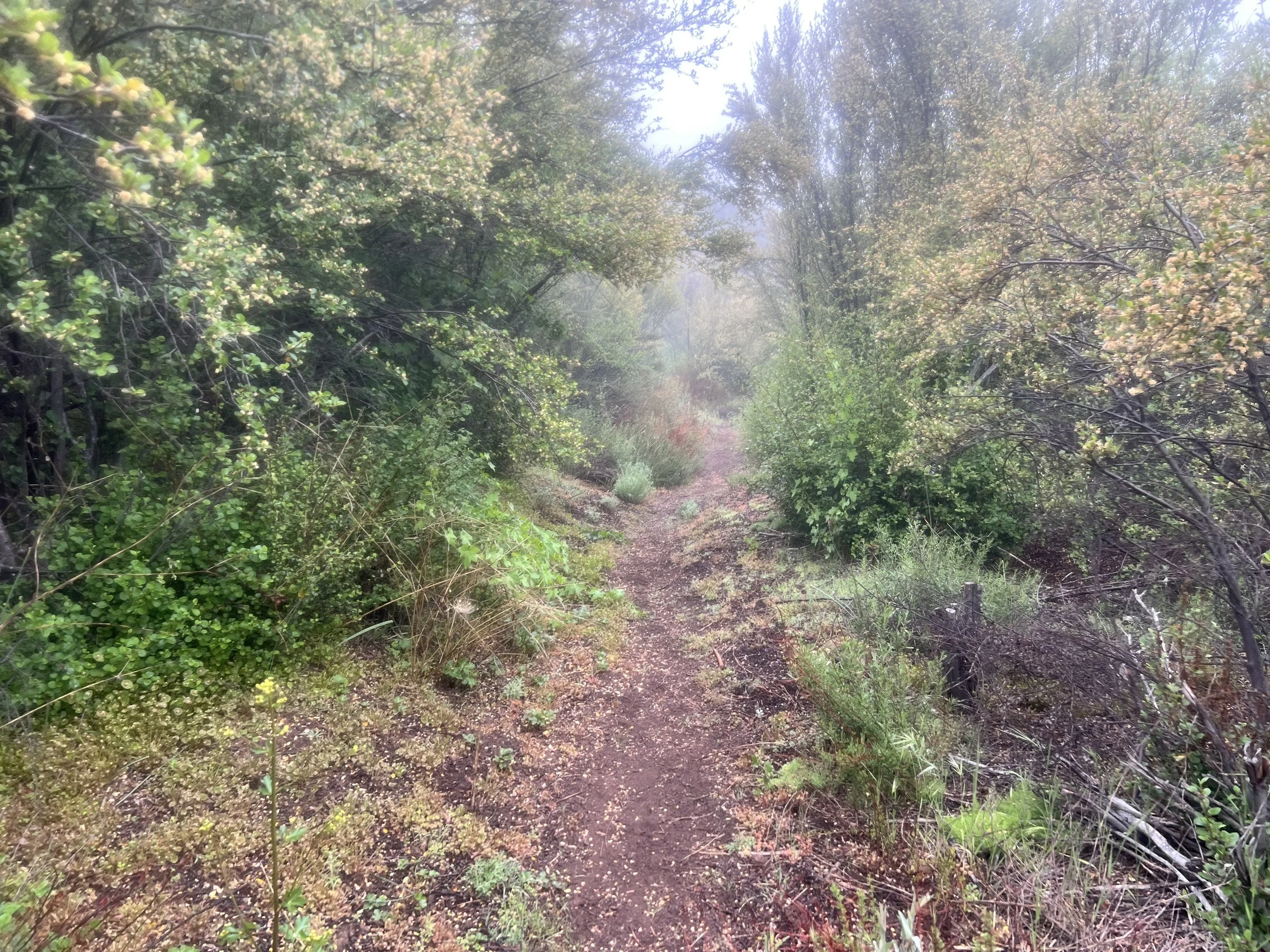 Alder Creek Trail