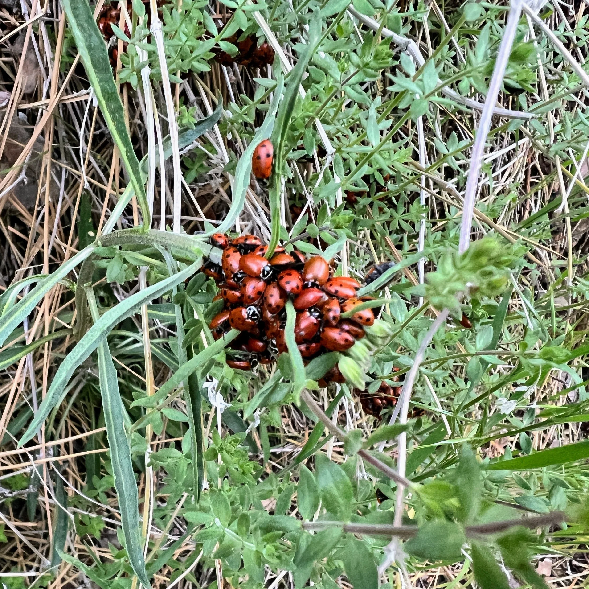 Ladybugs