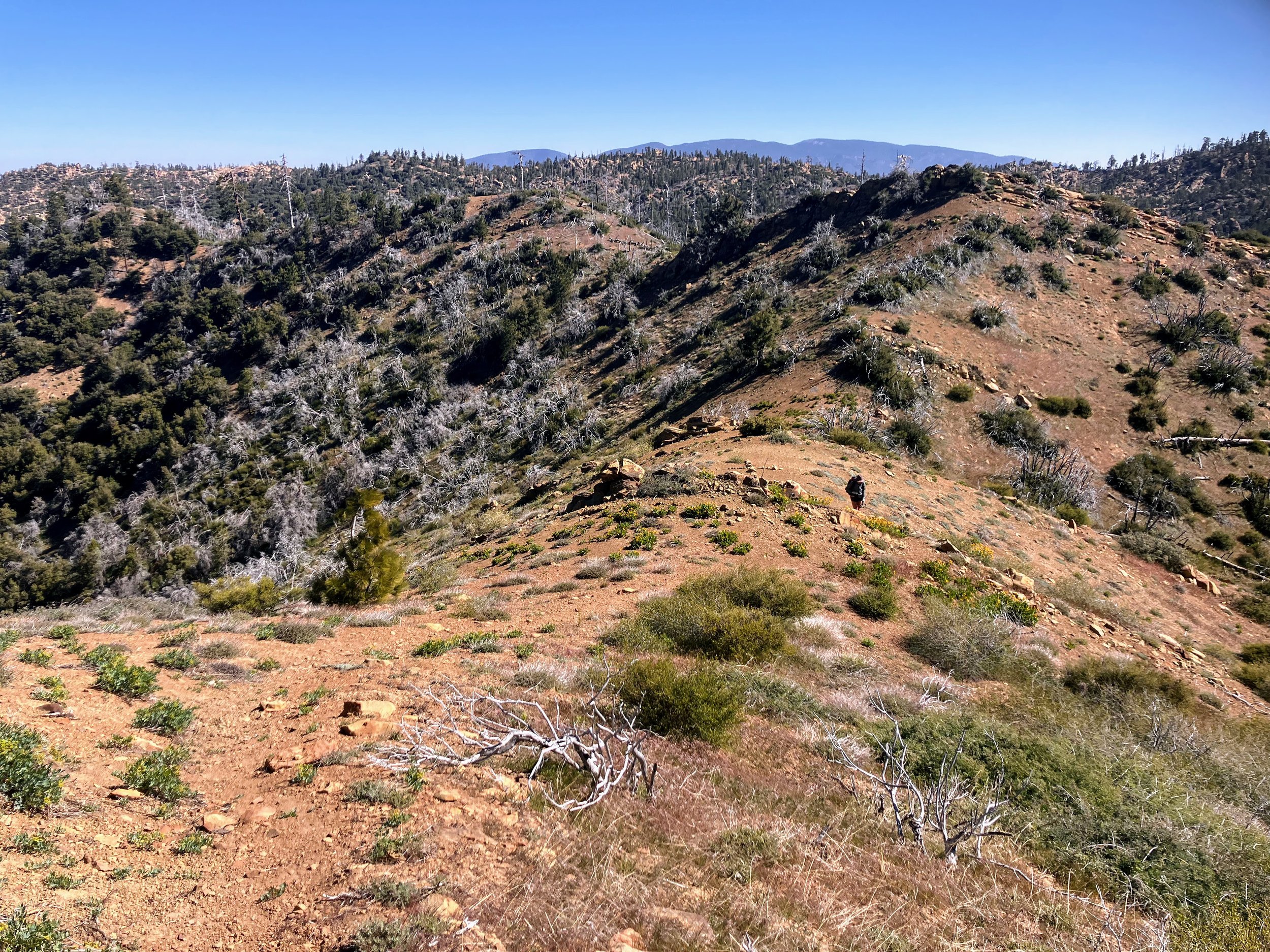 Reyes Peak Trail