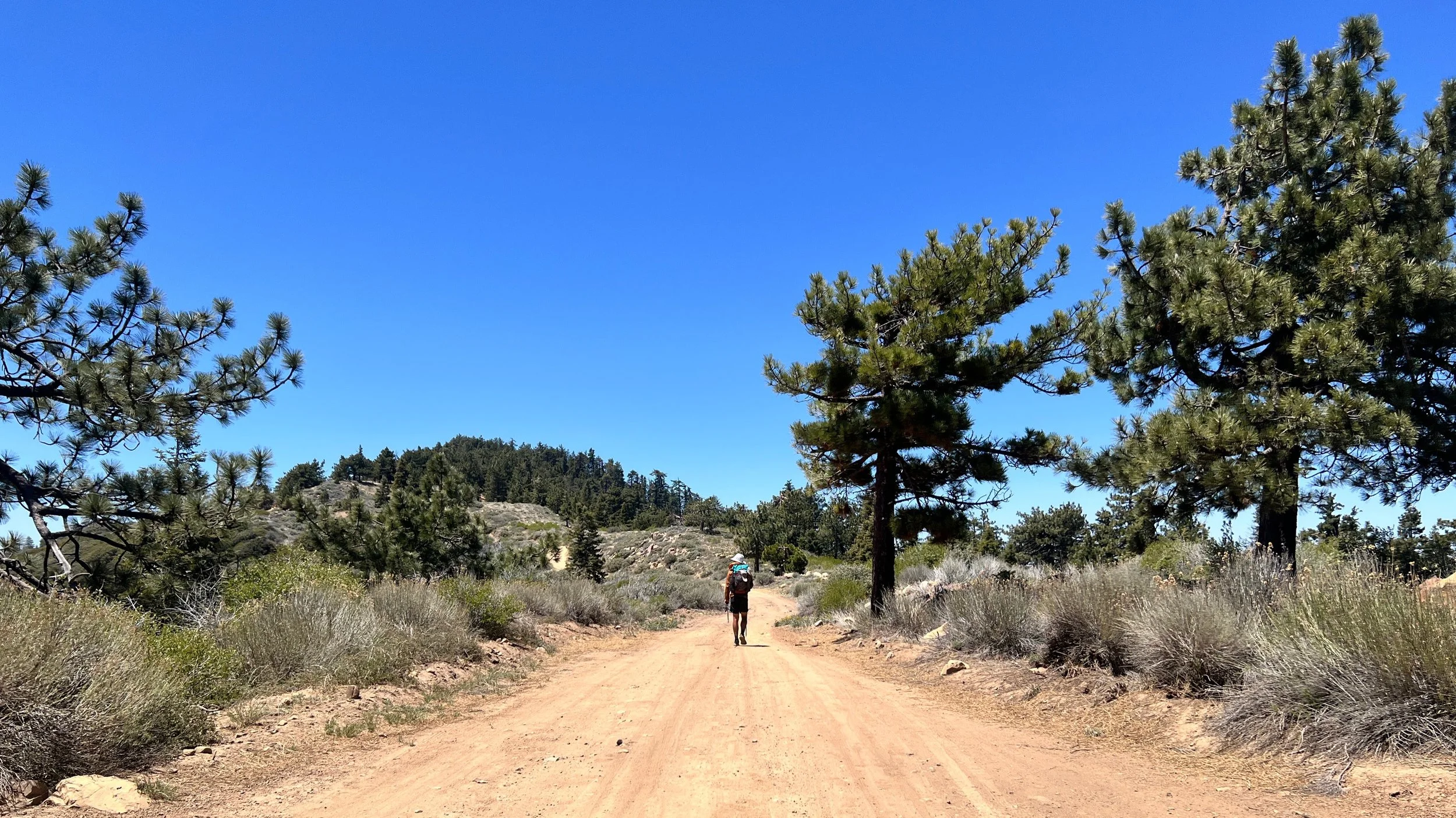 Cosmo on Pine Pine Mountain Ridge Road