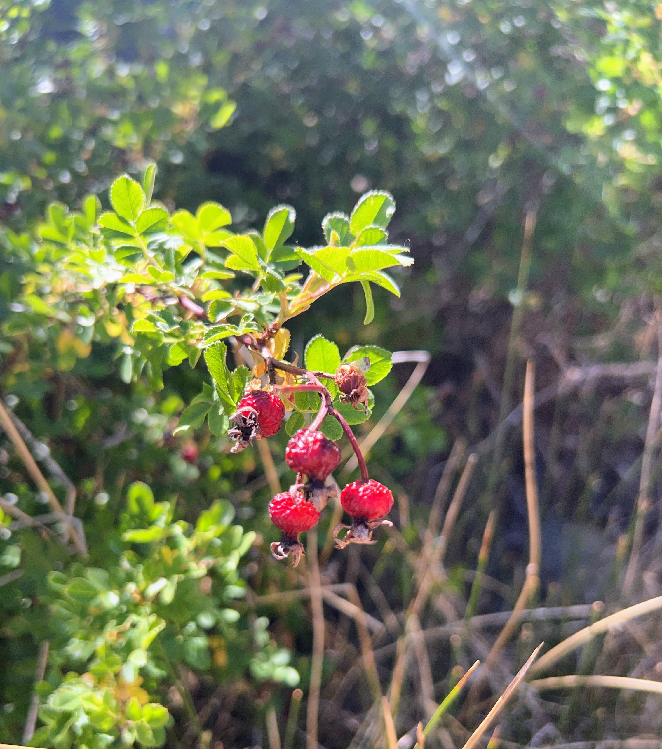 Wild Berries