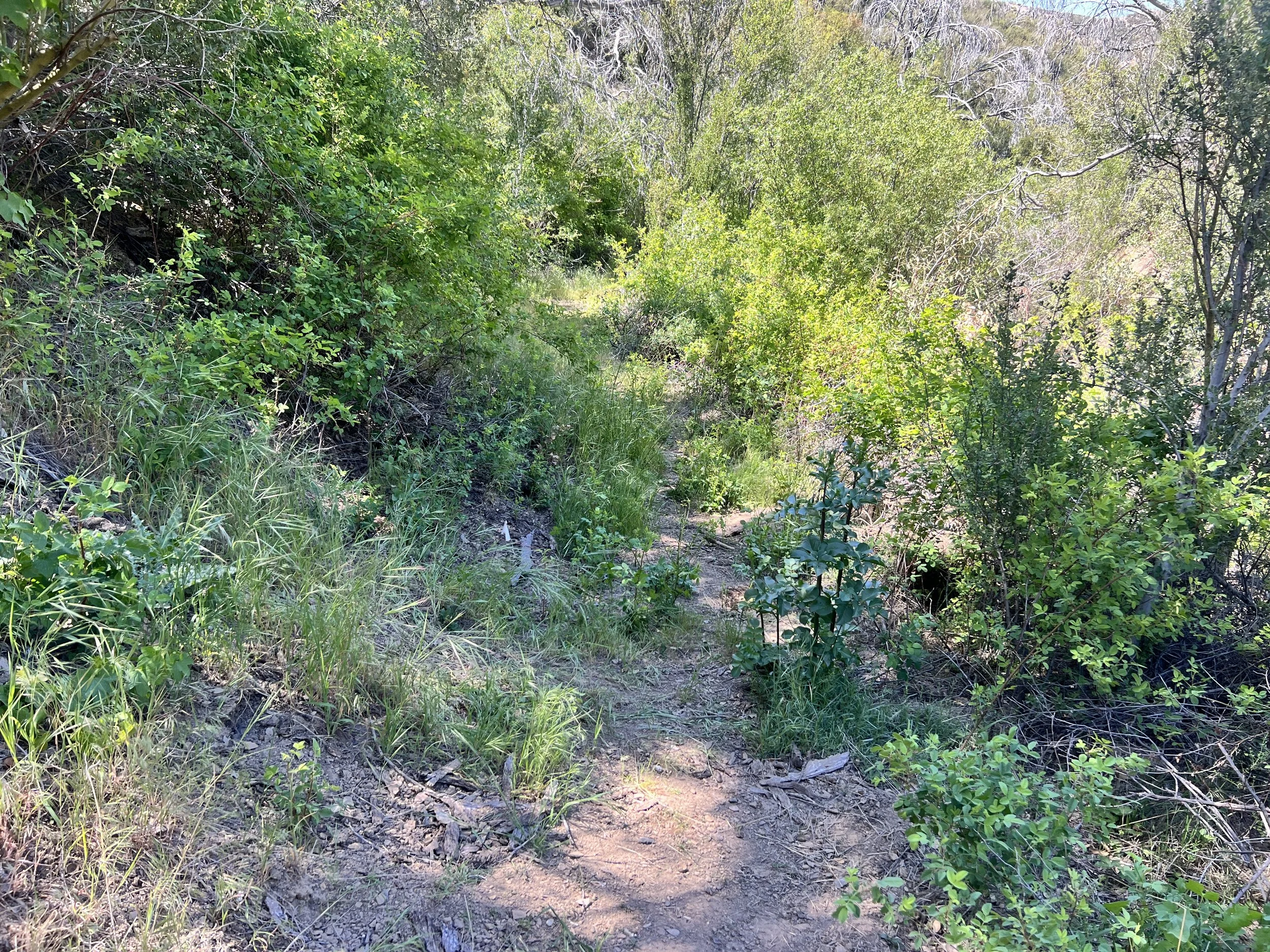 Poison Oak Encroaching