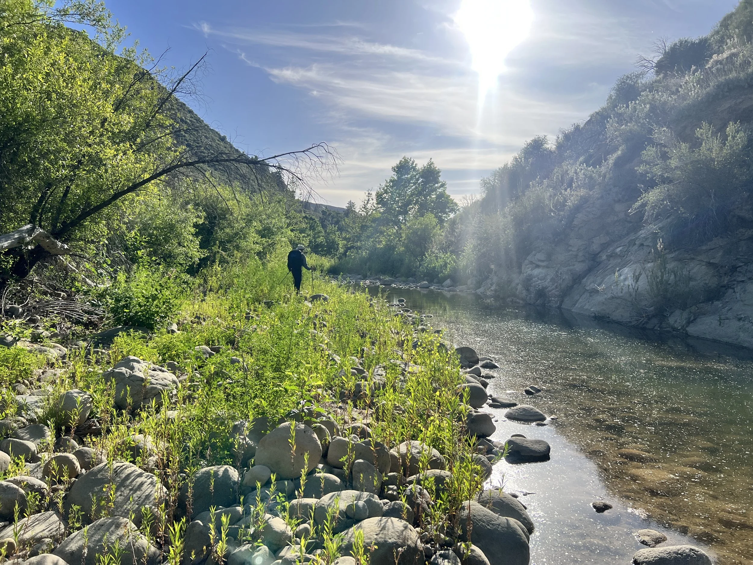 Cosmo on Sisquoc River Trail