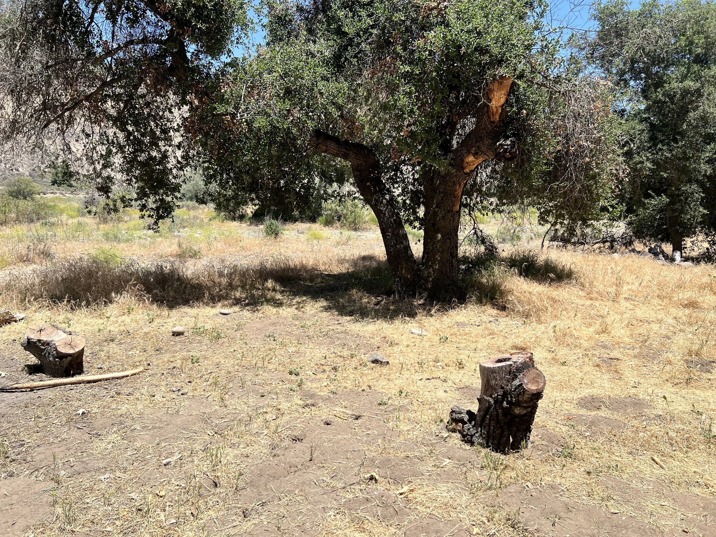 Reading Tree