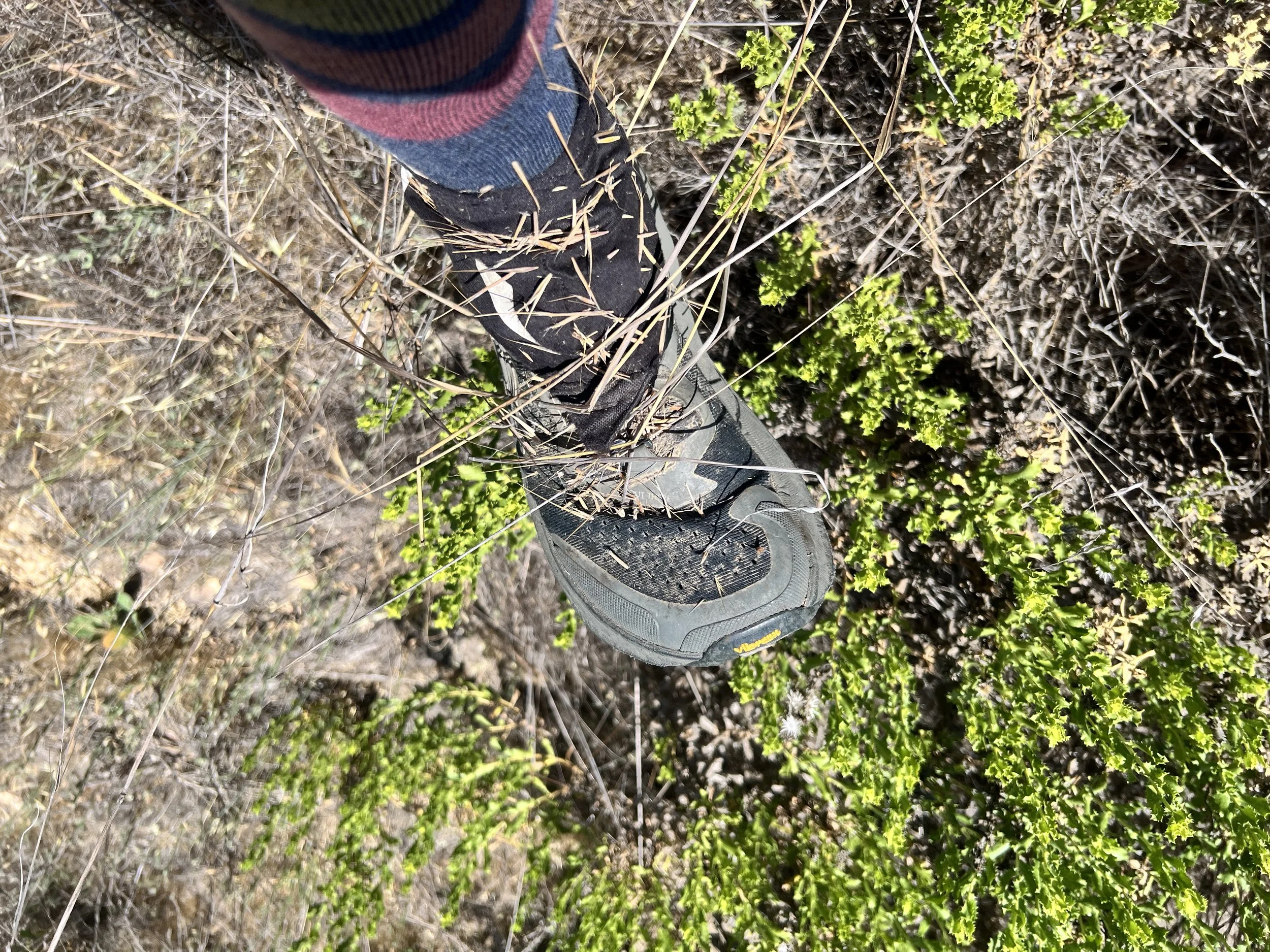 Grasses are relentless