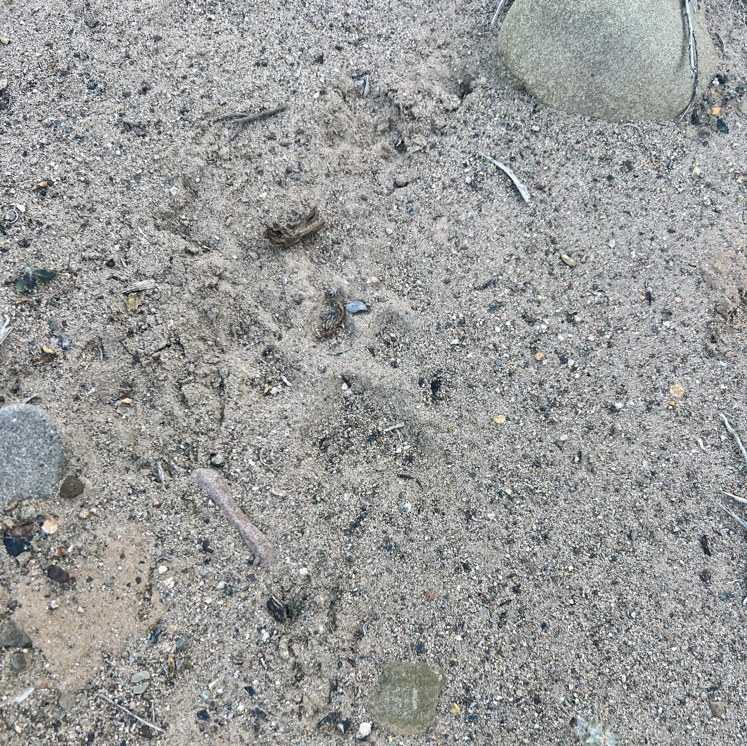 Animal print on Horse Canyon / La Brea Trail