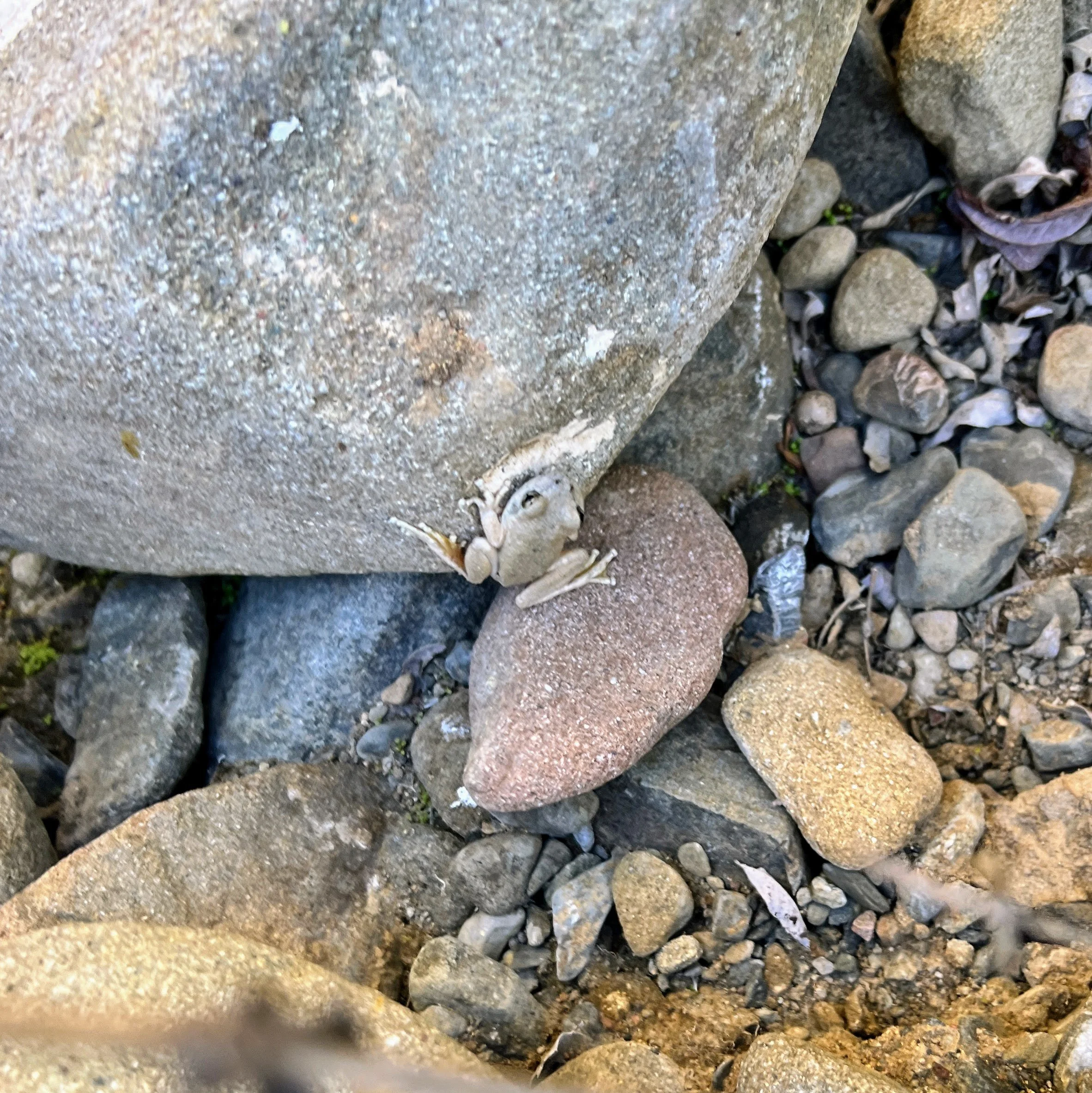 Frog in Roque Canyon