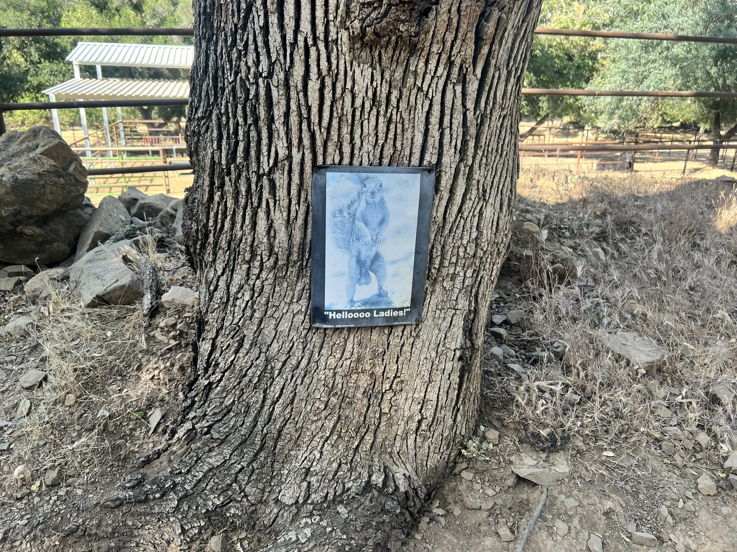 Pine Canyon Road just past Greg's House