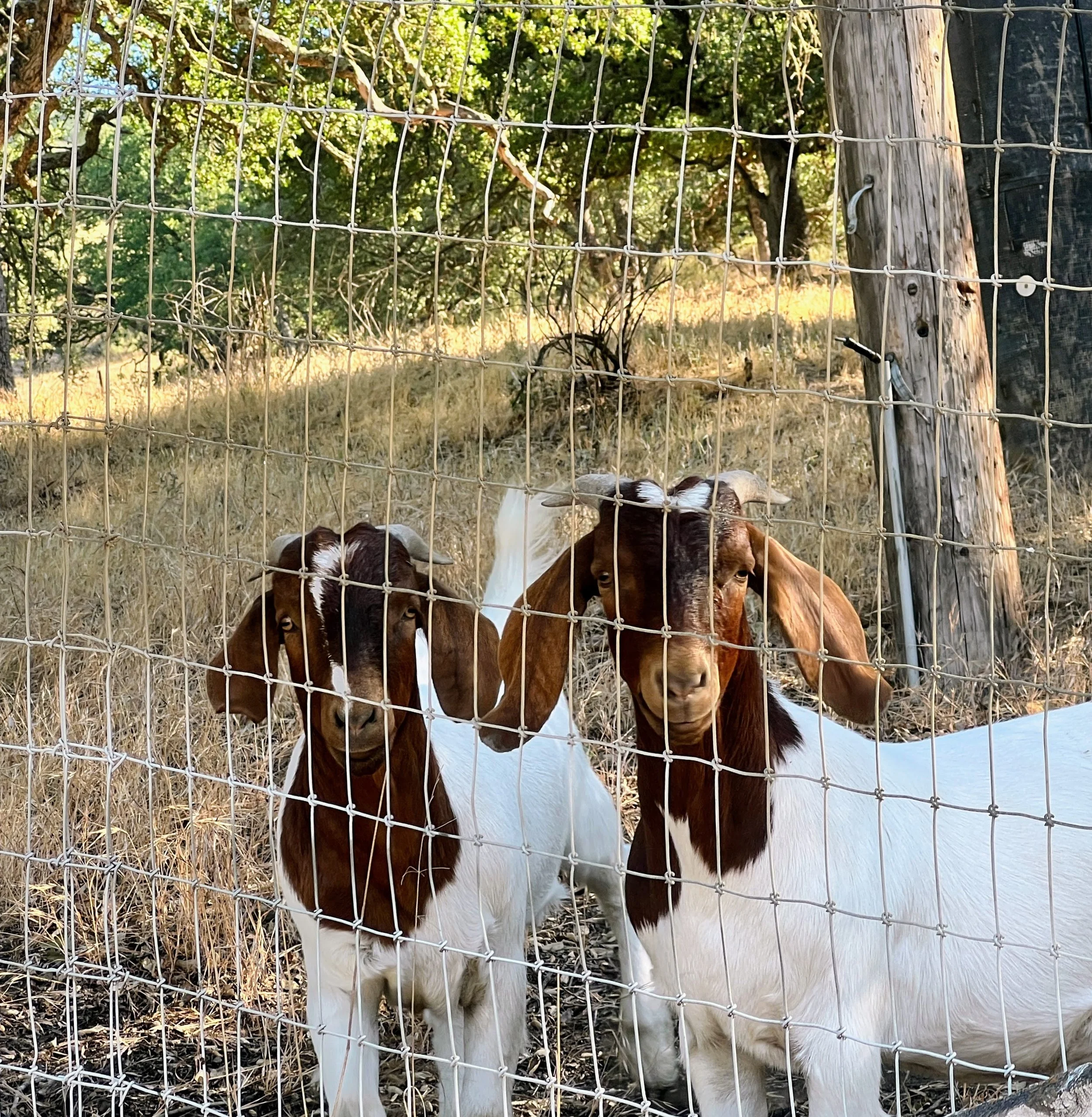 Goat friends