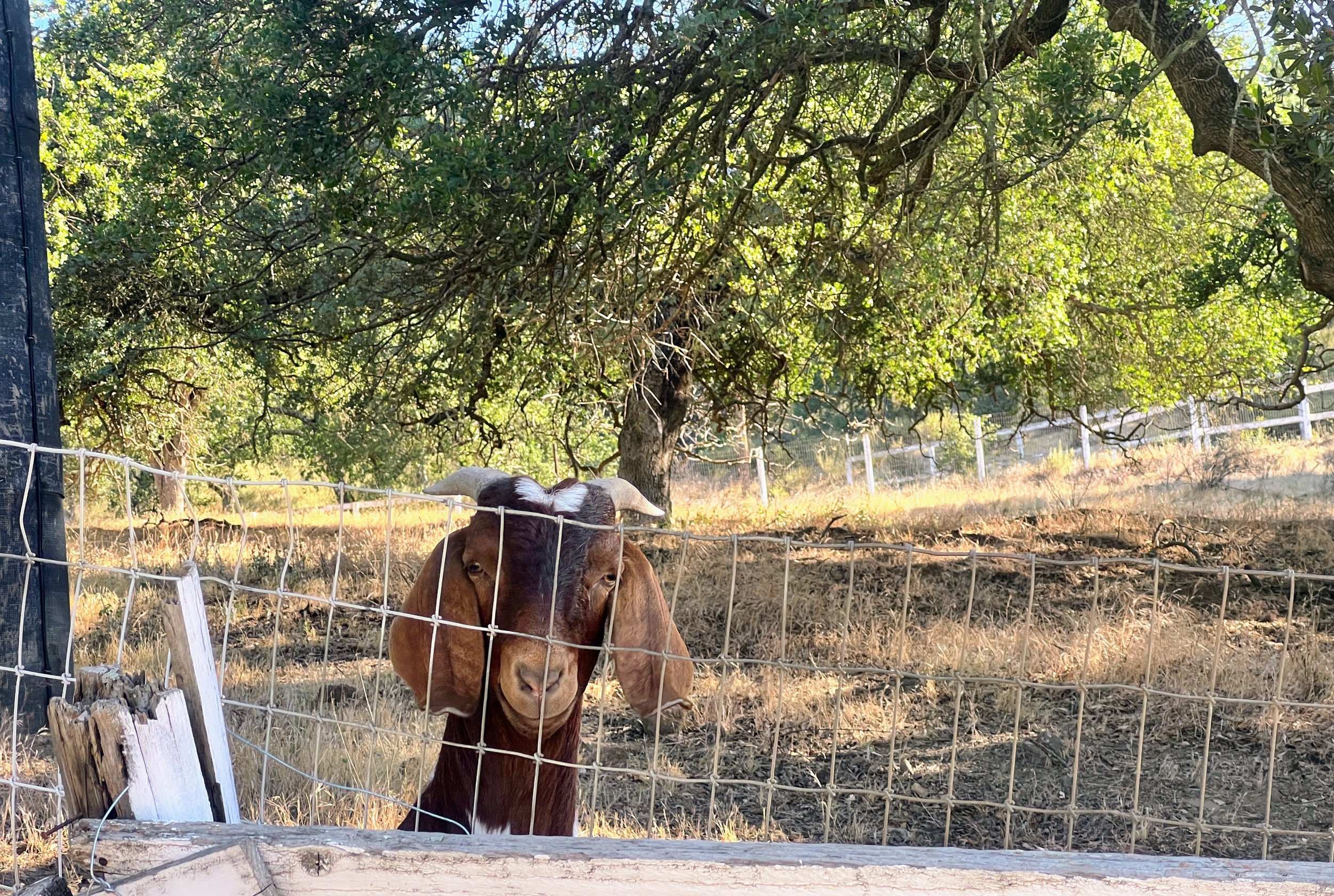 Goat friends